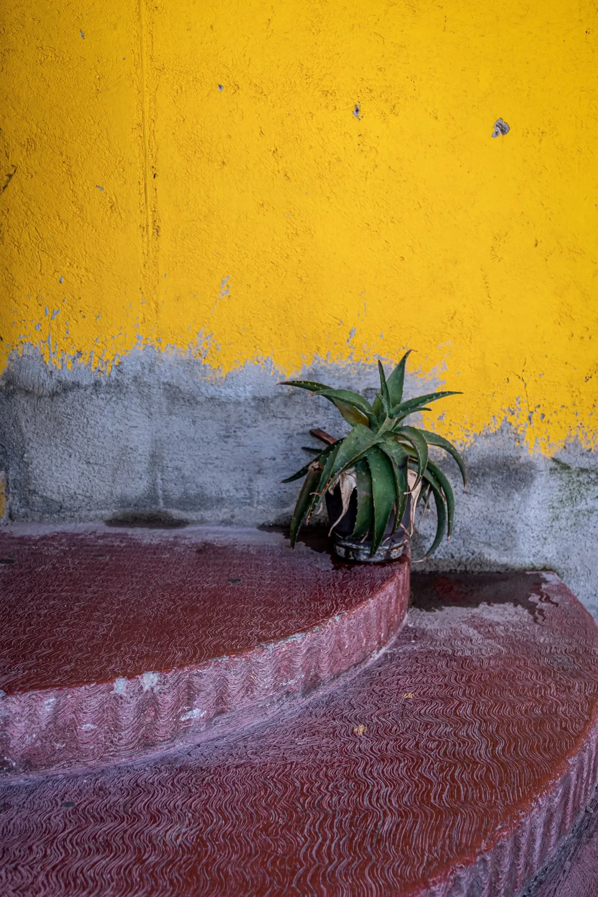 Agave on the Steps