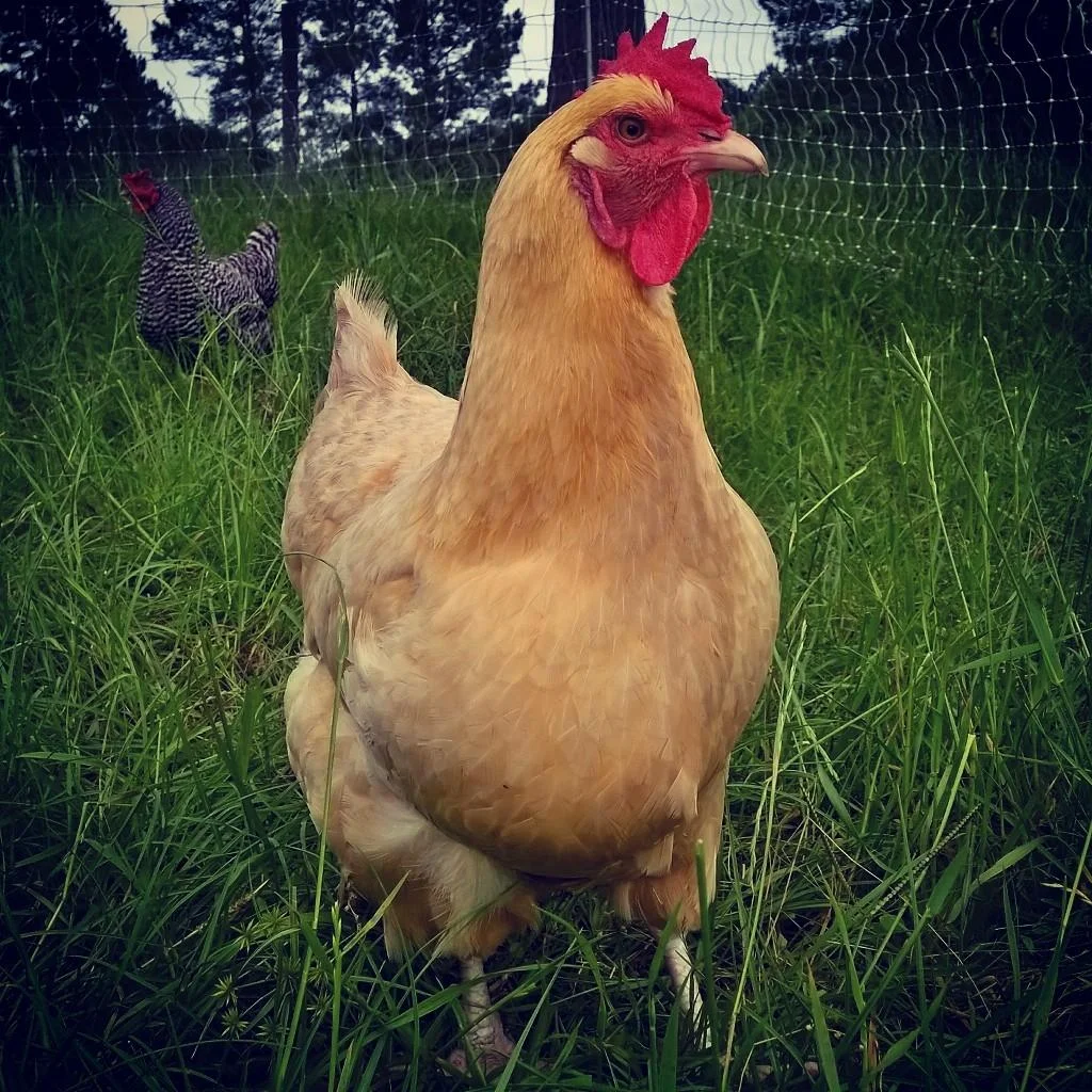 Farm To Table Dinner January 9