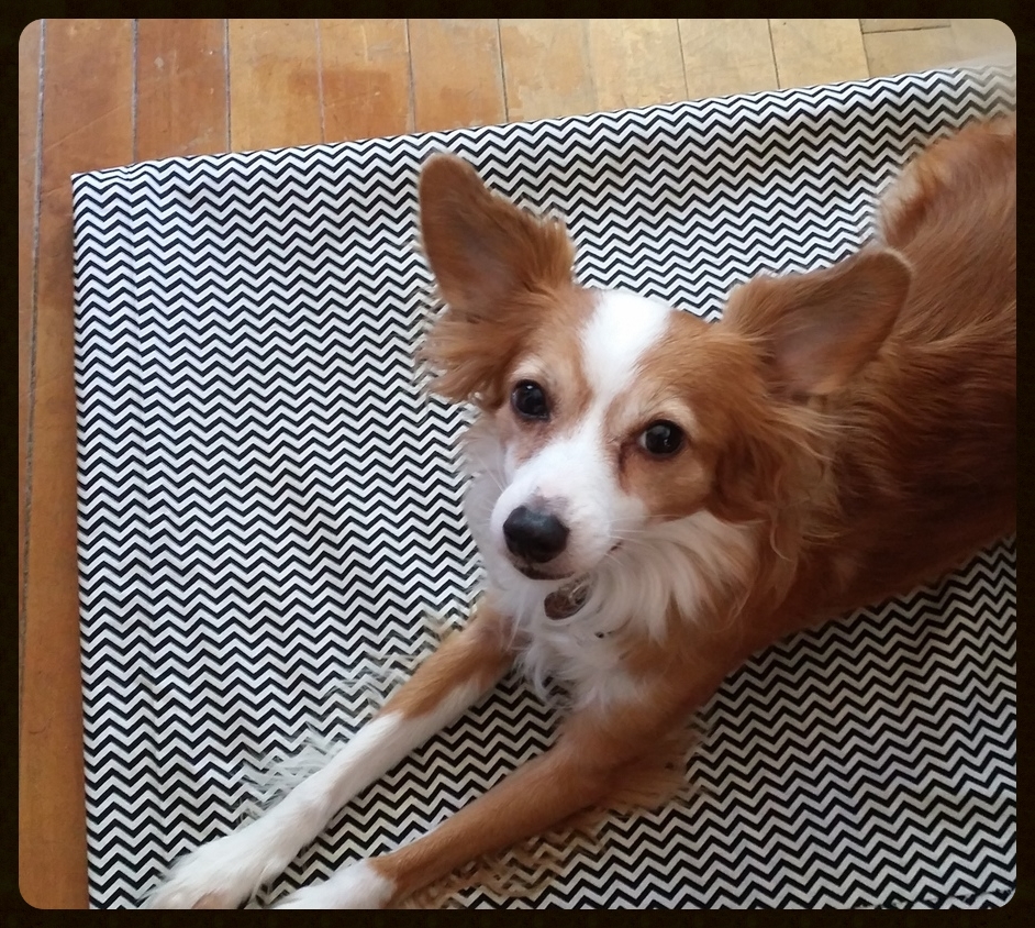 I could have went with a store bought skirt, but I loved the small print on this 2-yards of fabric I picked up for $8. Even my dog, Buster, approved. 