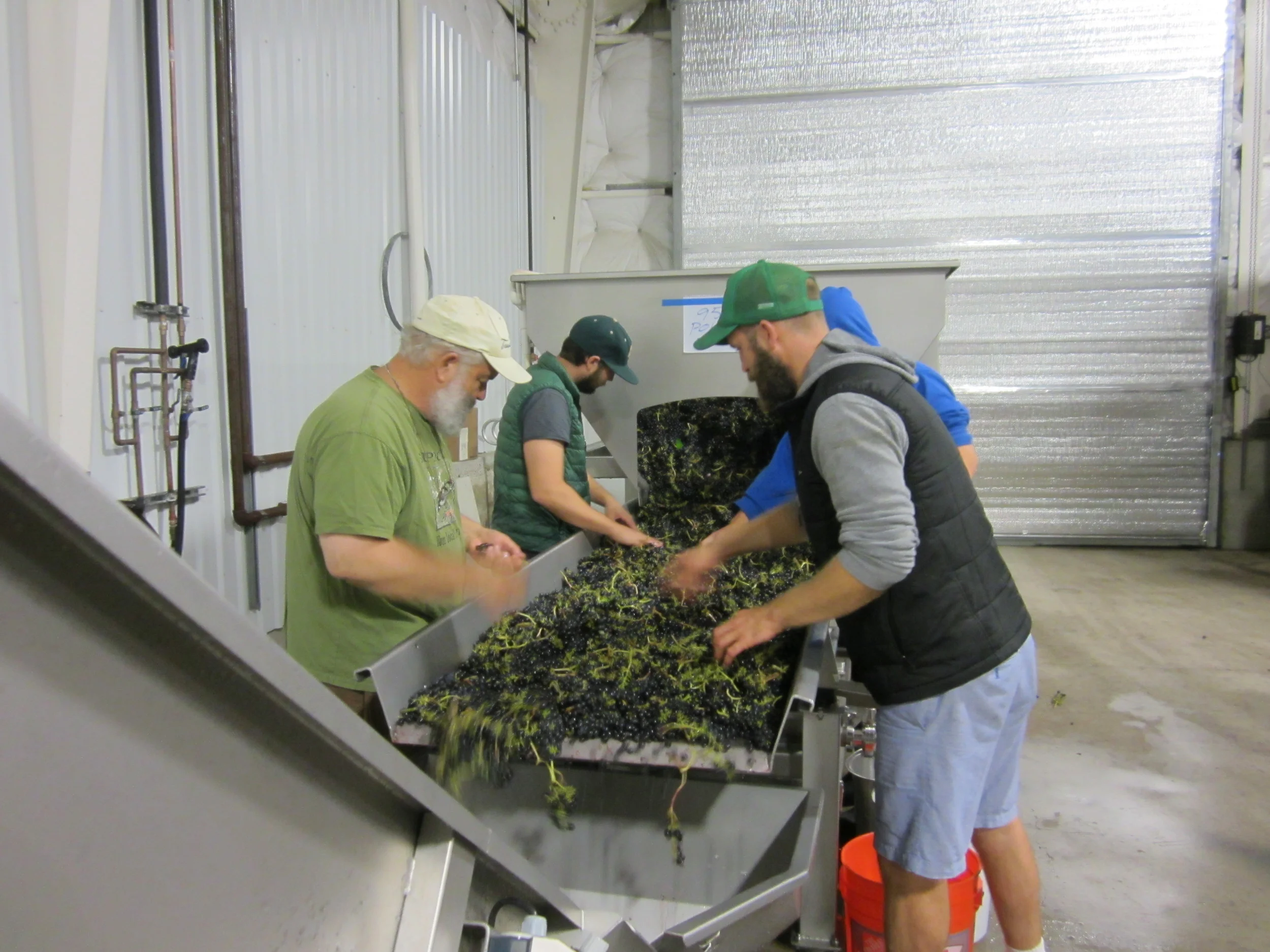 Hand sorting Syrah, 2015 Harvest