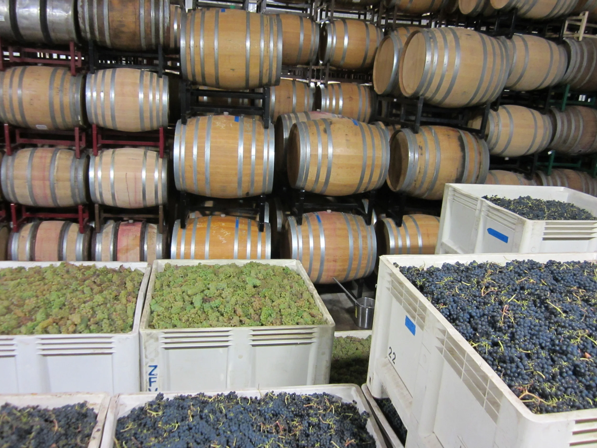 Viognier and Syrah, 2015 Harvest