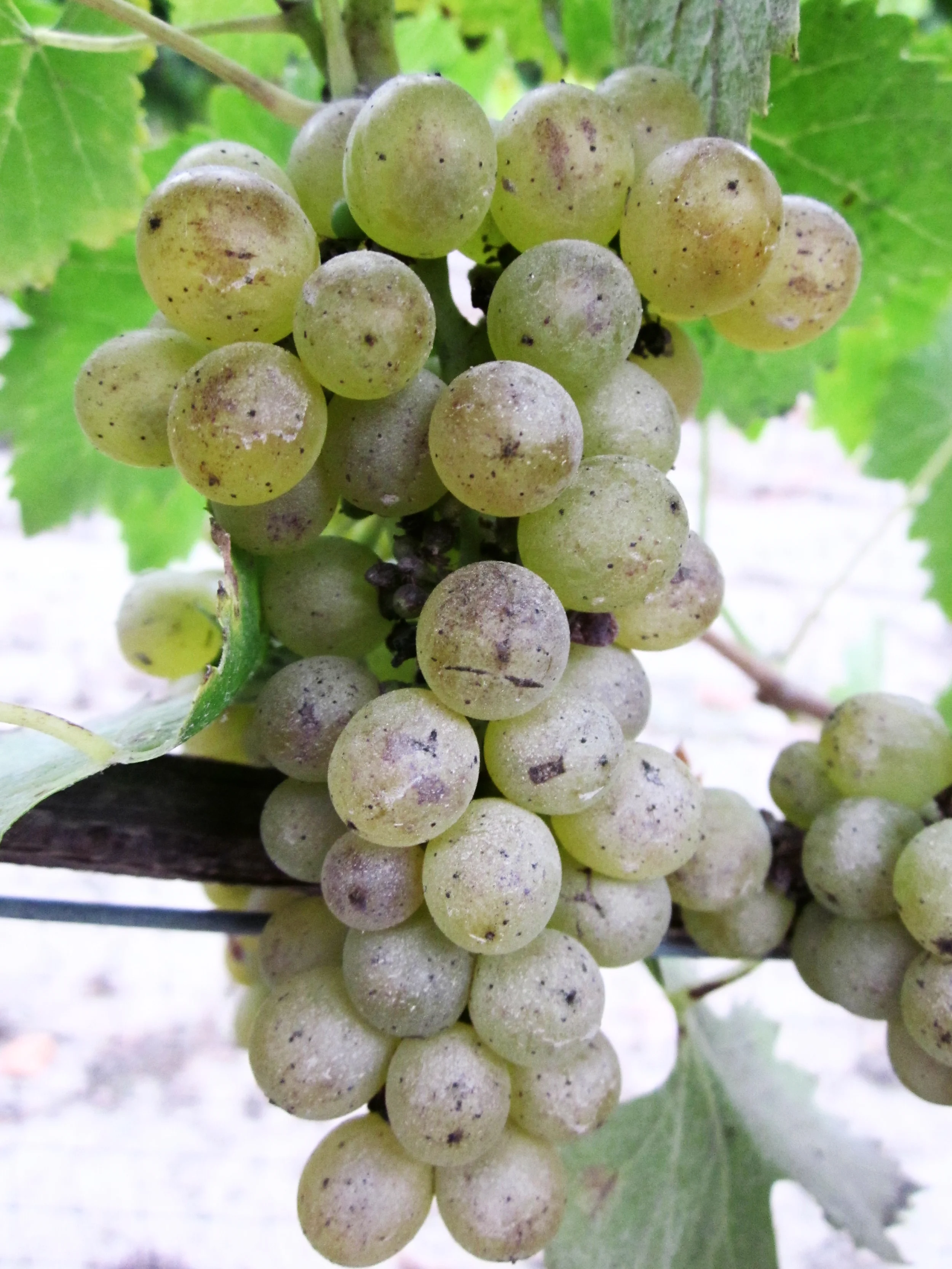 Pics uploaded 12.14.10 097.JPG