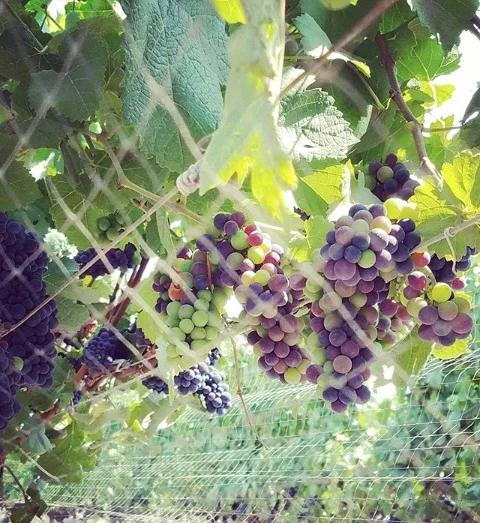 Screen Shot 2017-11-20 at 12.30.18 PM.jpg