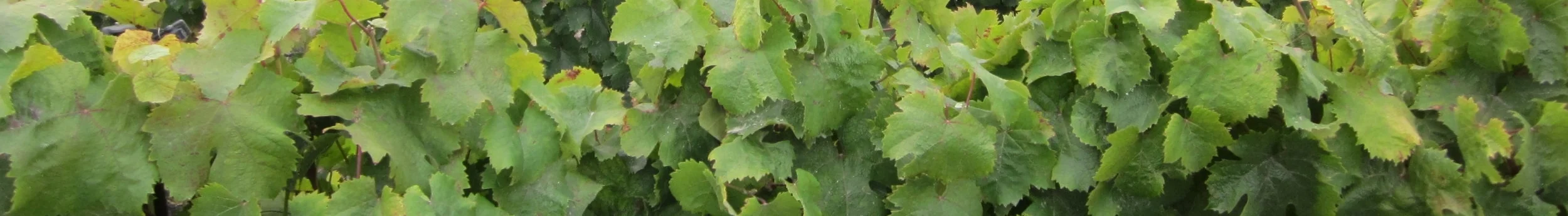 Pics uploaded 12.14.10 089.JPG