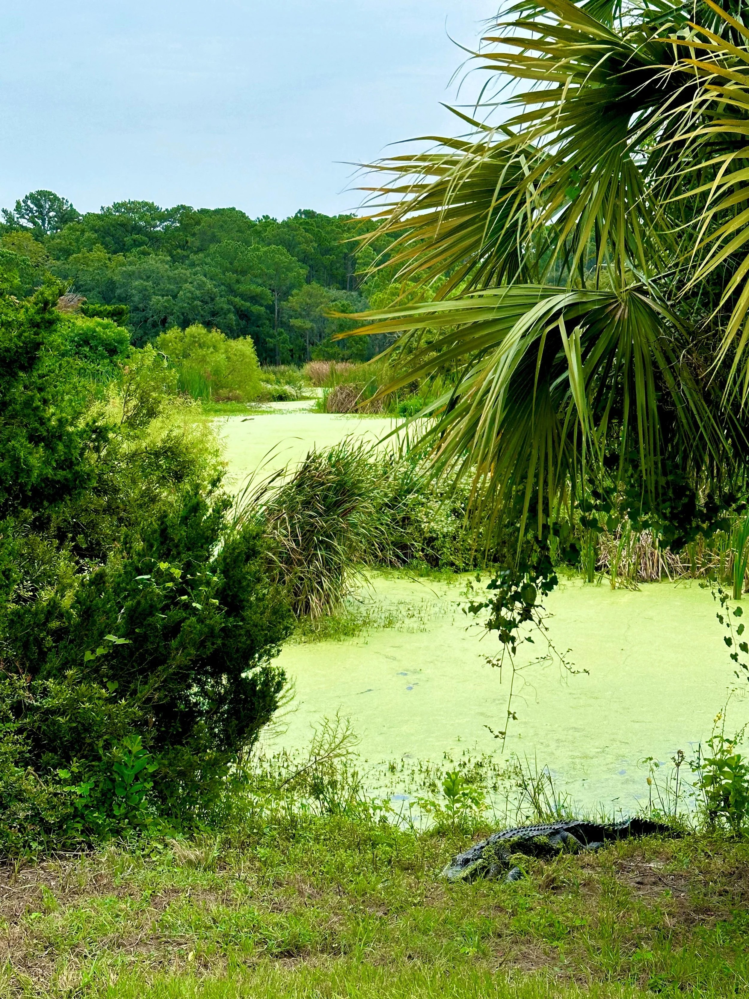 Ibis Pond