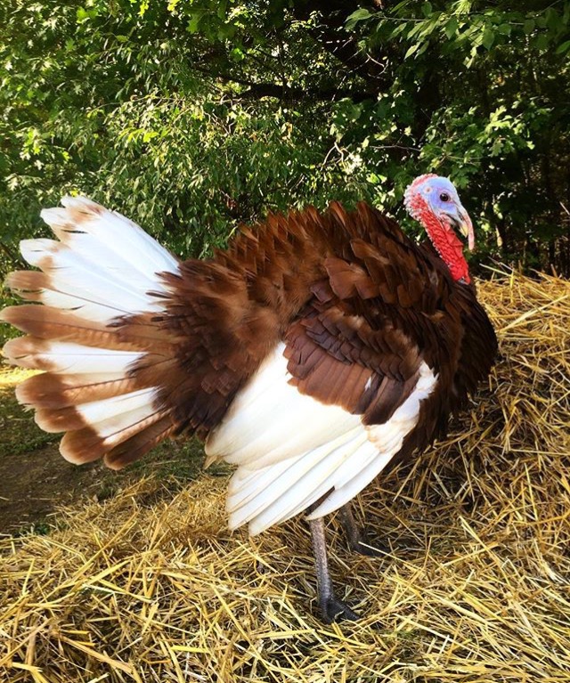 turkey bourbon red.jpg