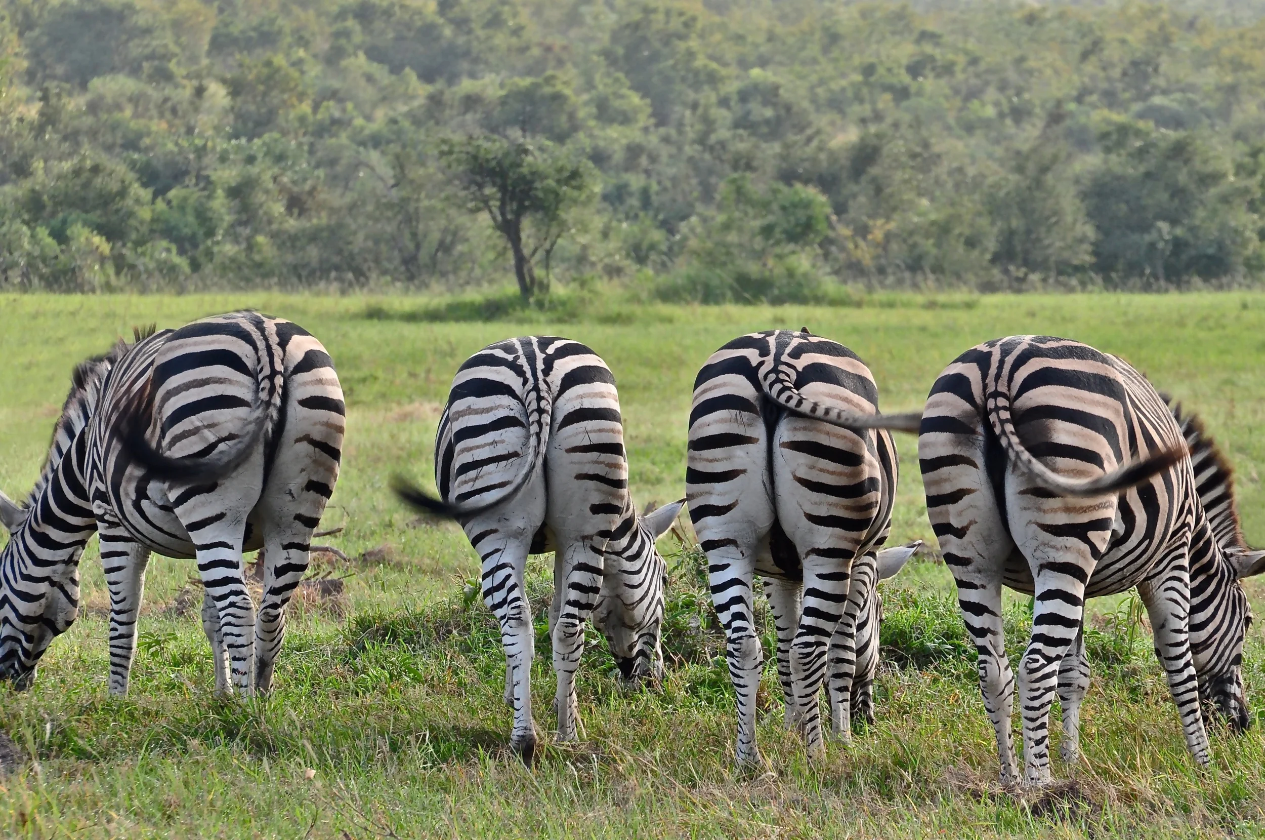 zebra.jpg
