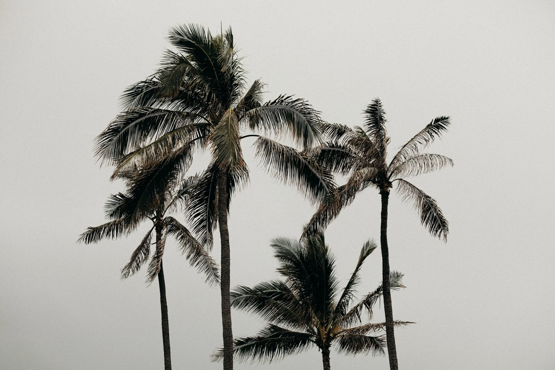 hawaii-wedding-photographer-keani-bakula-2.jpg
