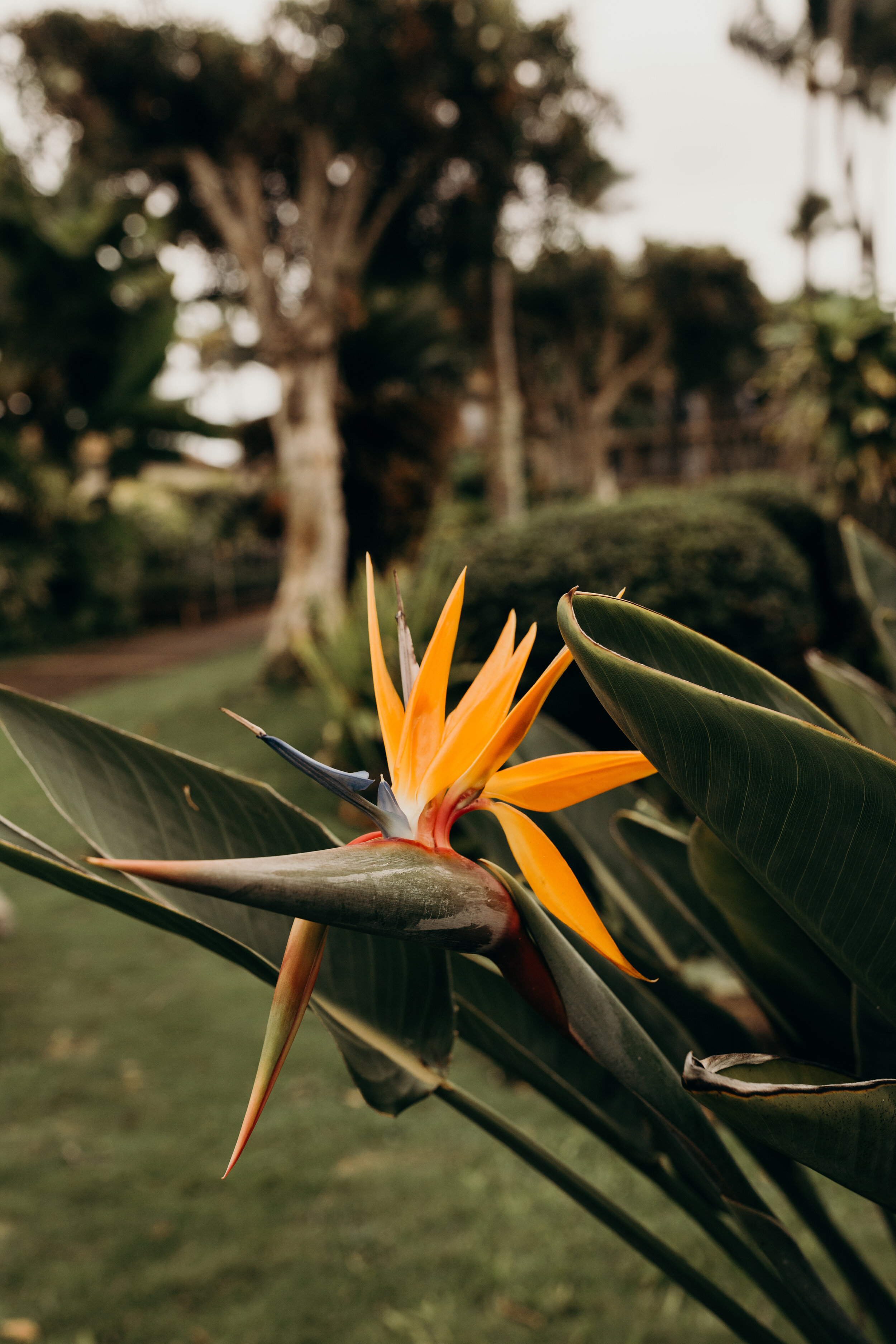 kauai-wedding-photographer-plantation-gardens-keani-bakula-2.jpg