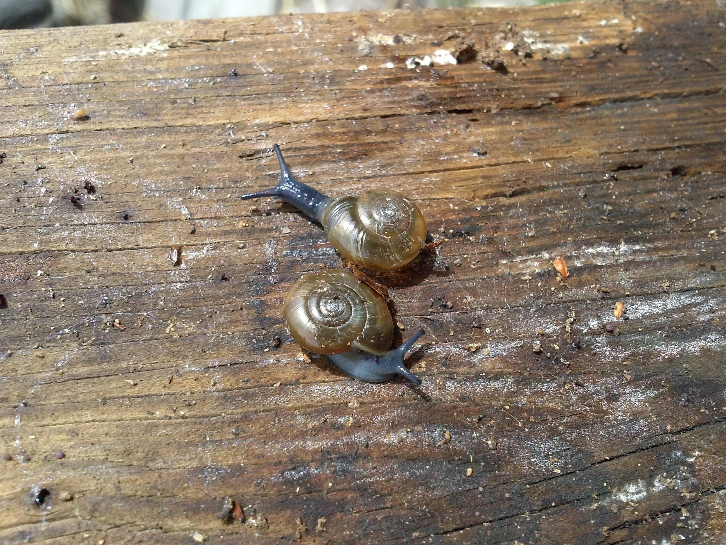 snails