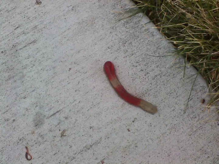 worm