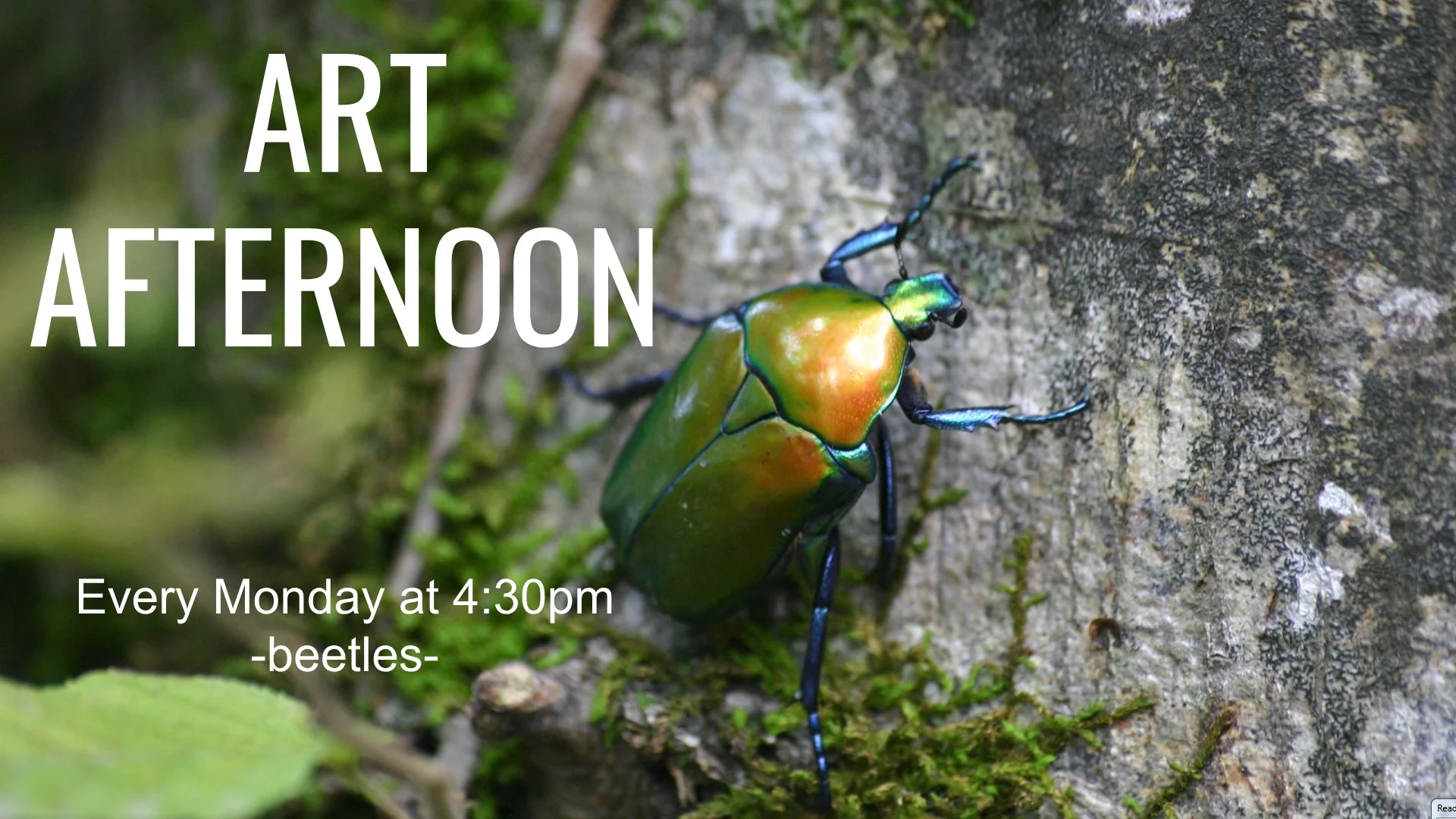 Art Afternoon: Jumping Beetles 