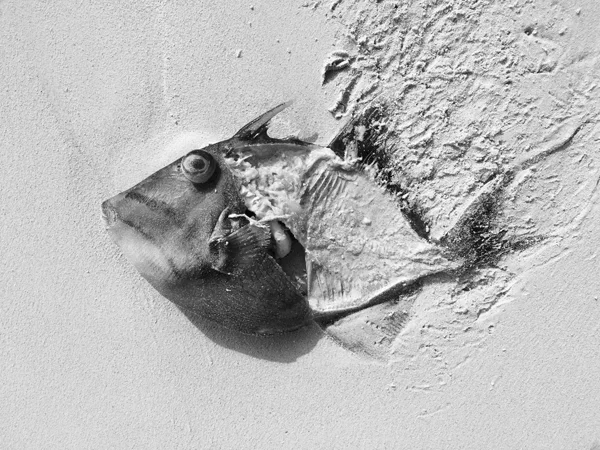 Fish-on-the-beach.jpg