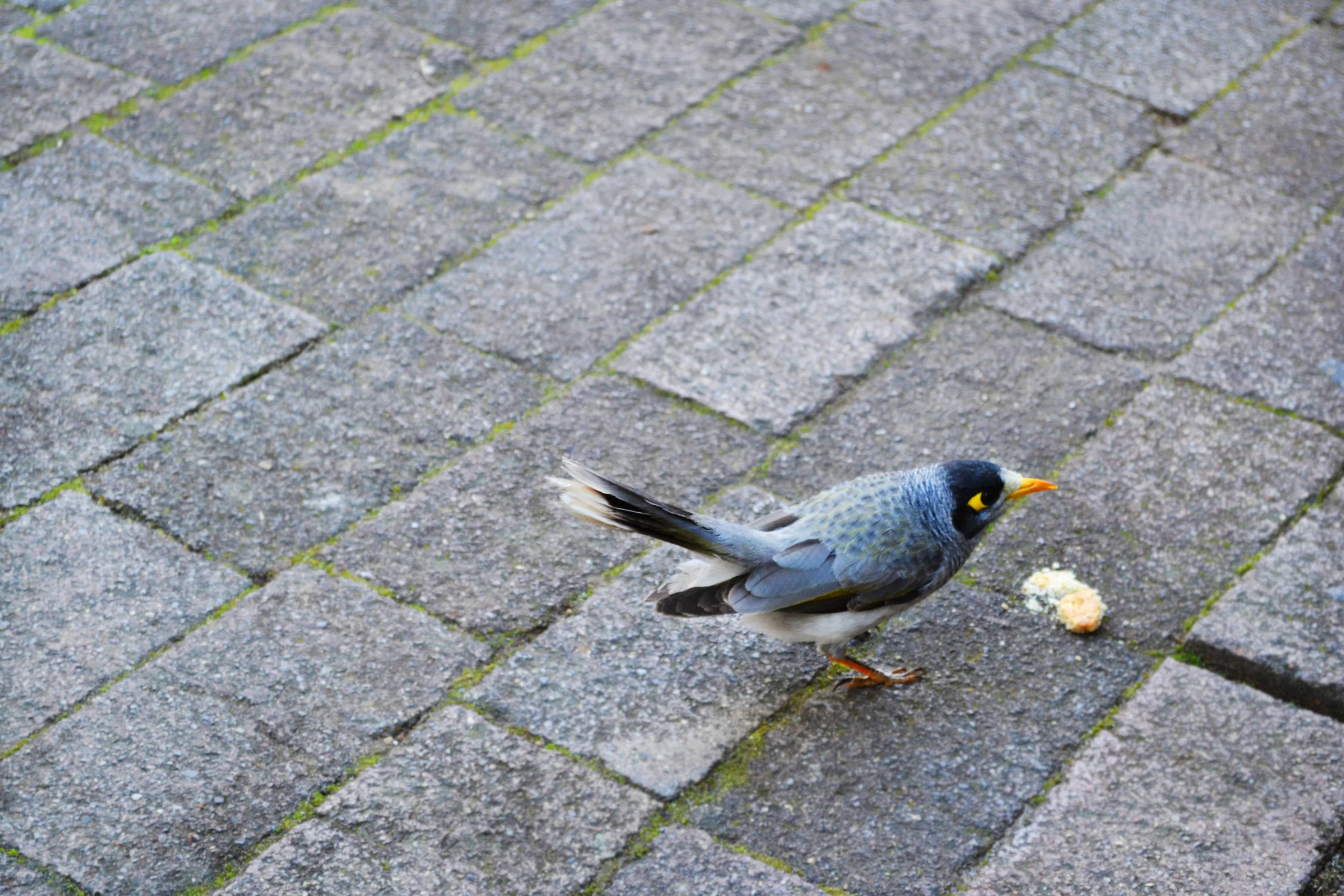 DSC_0350.JPG