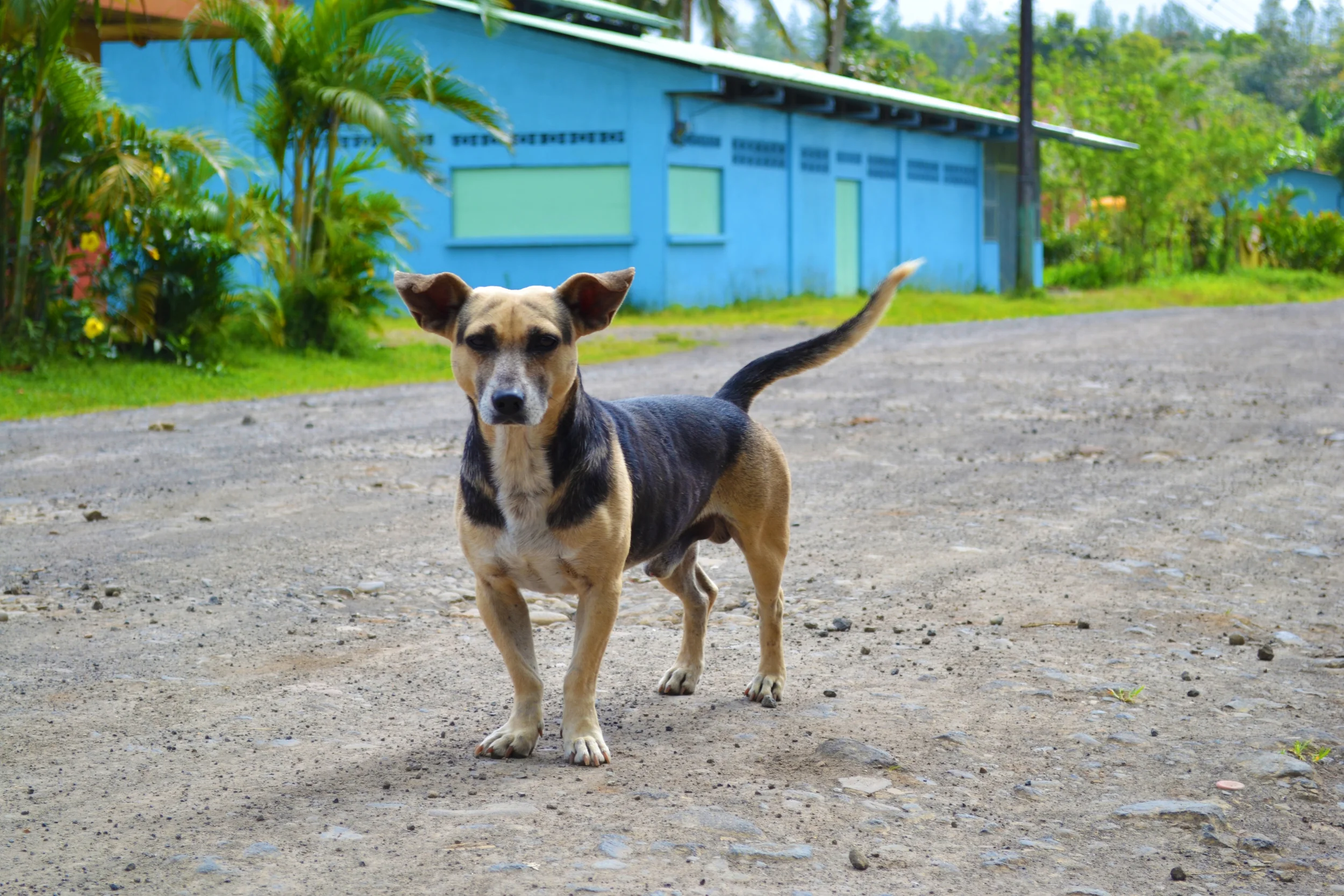 Costa Rica Dog - K. Tablang.JPG