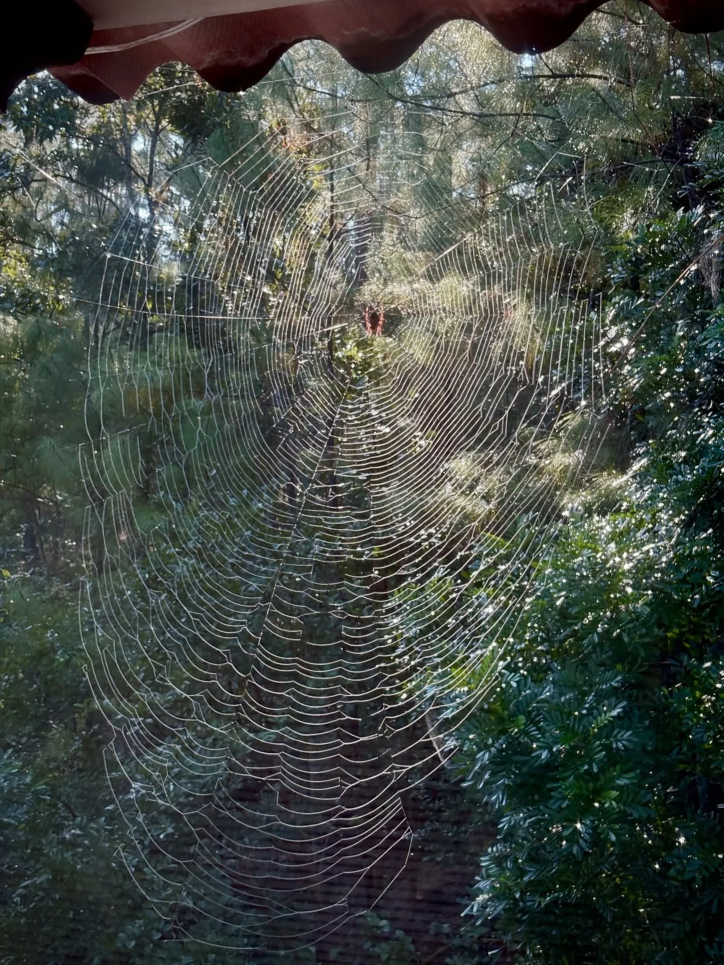 &ldquo;Now, as she turns two, we spend our mornings in the forest with enthusiasm to find the thousands of sparkling spiders spinning glistening webs between the trees and wildflowers. We pluck ripe guavas from the trees and share the perfumed fruit 