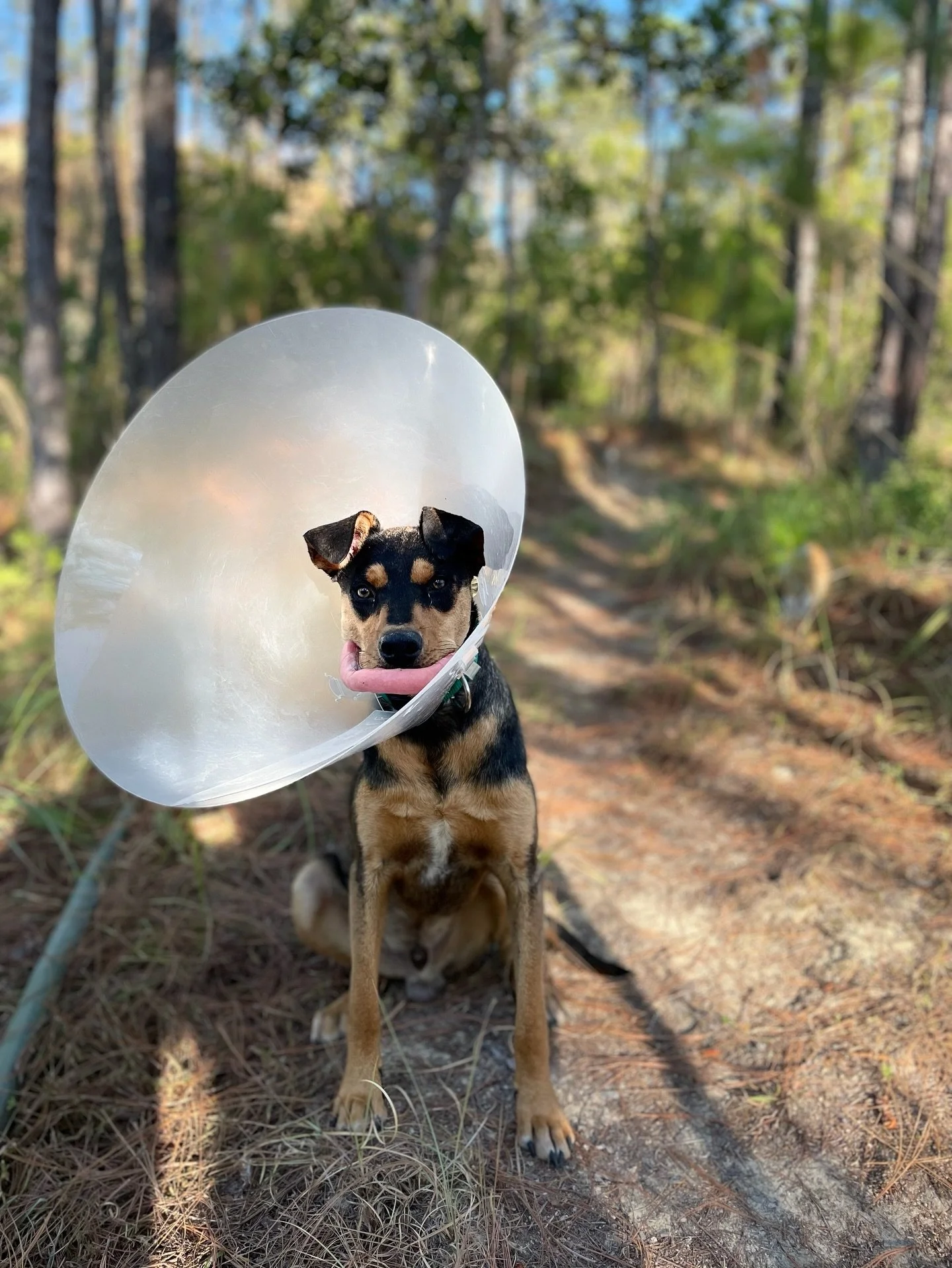&ldquo;My partner, Jaz, was picking up our puppy from the vet. A few weeks before we learned I was pregnant, our dog, Zorro, had been hit by a taxi. As I sat in bumper-to-bumper traffic on Good Friday in the same cab that ran over Zorro&mdash;his fac