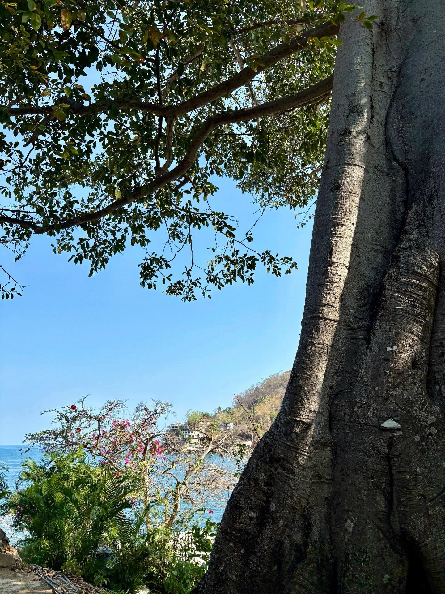 Happy Earth Day from the start of the hiking trail from Boca de Tomatl&aacute;n to Las &Aacute;nimas. I&rsquo;m trying to spend a little more time offline this week and more time immersed in the real world magic around me. ✨