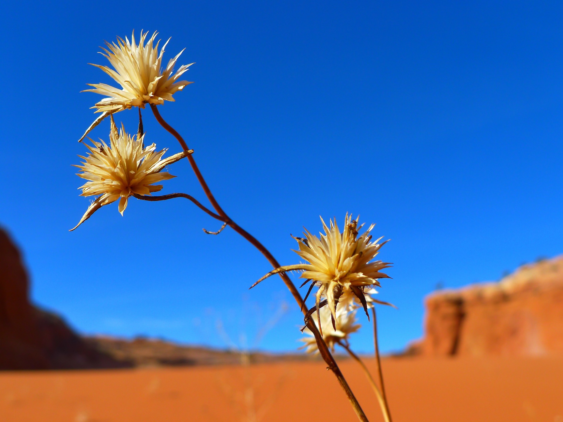 desert-82403_1920.jpg