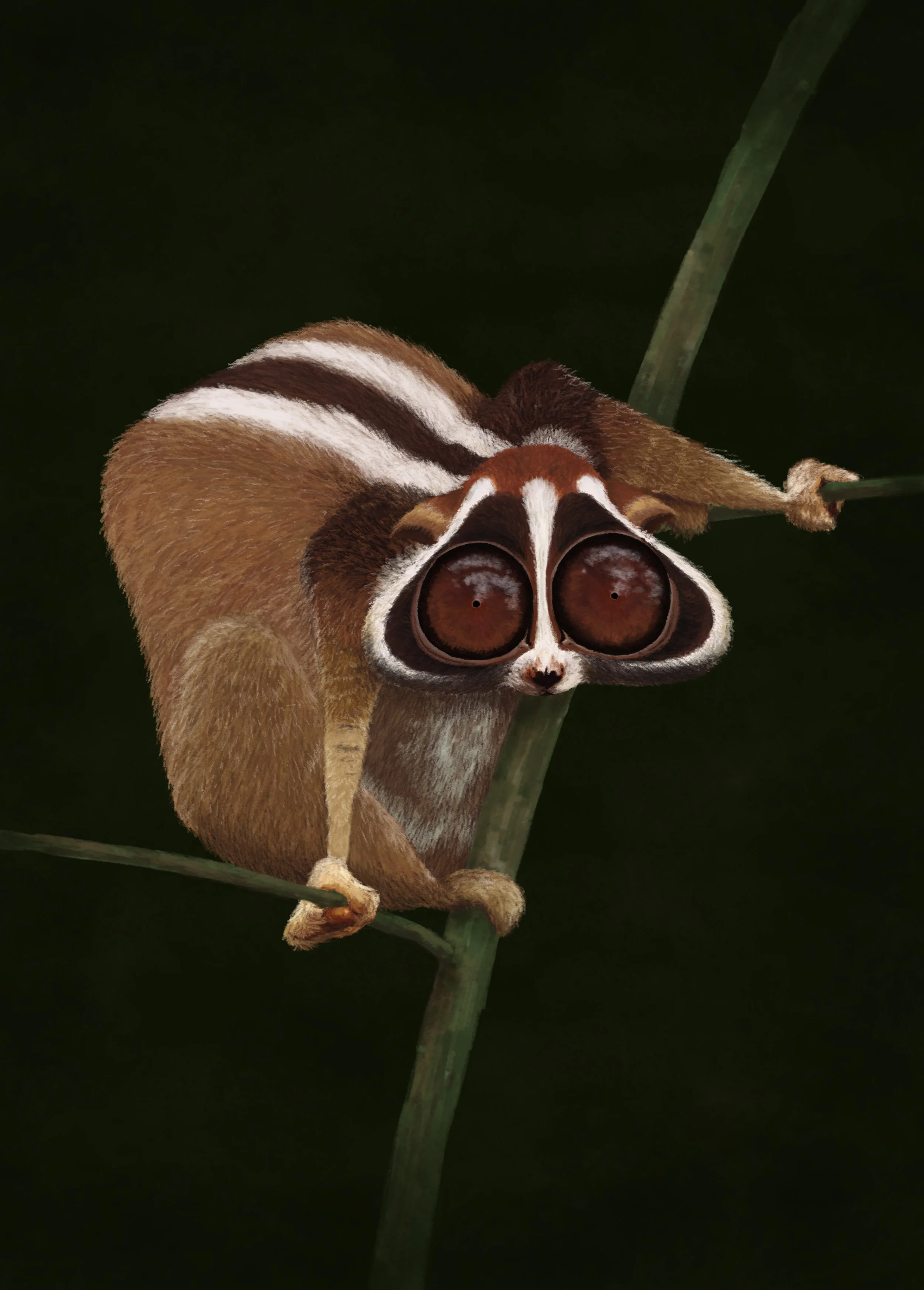 Slow Loris_Final.jpg