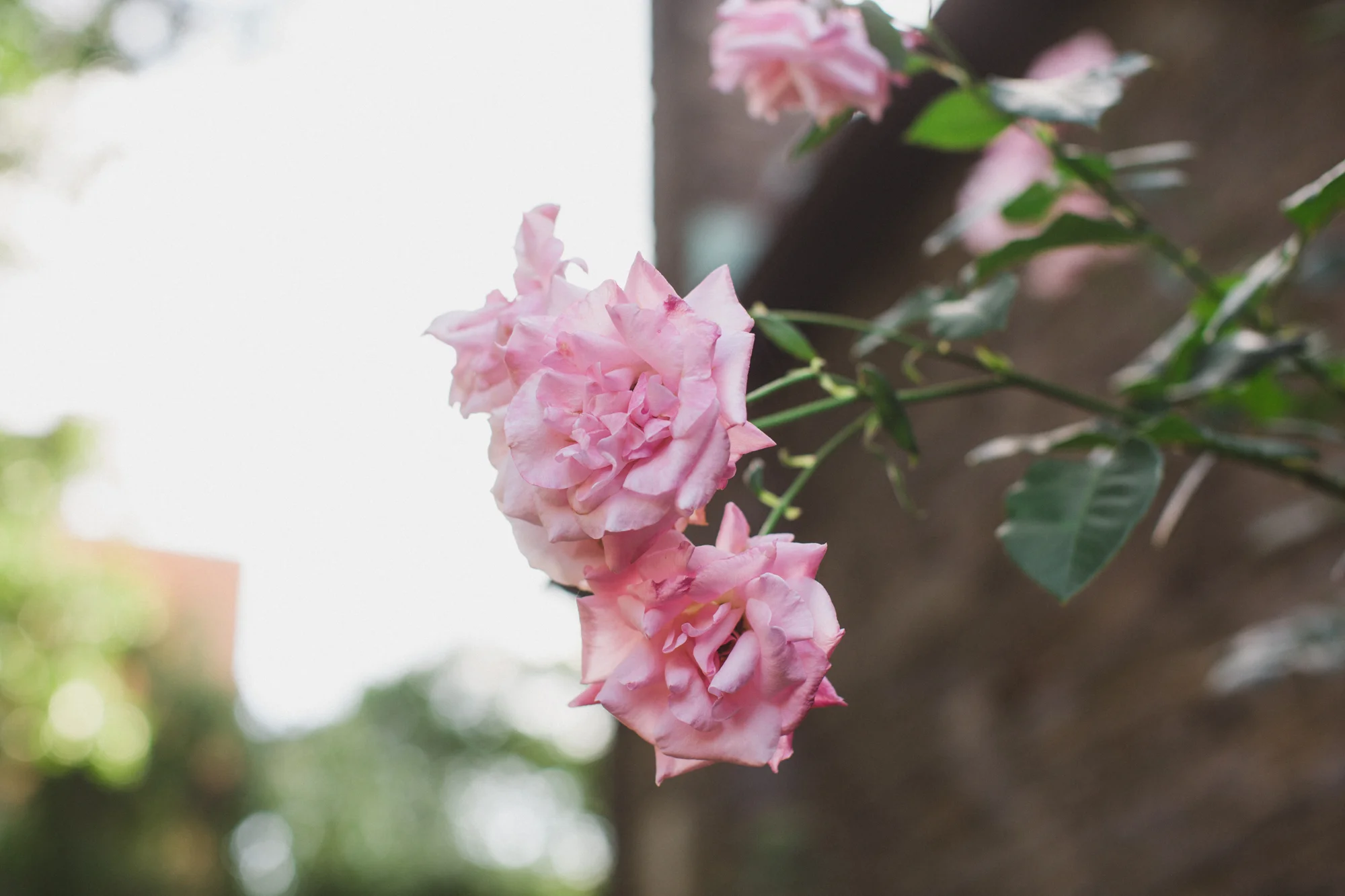 Scranton Wedding Photographer_JDP-4414.jpg
