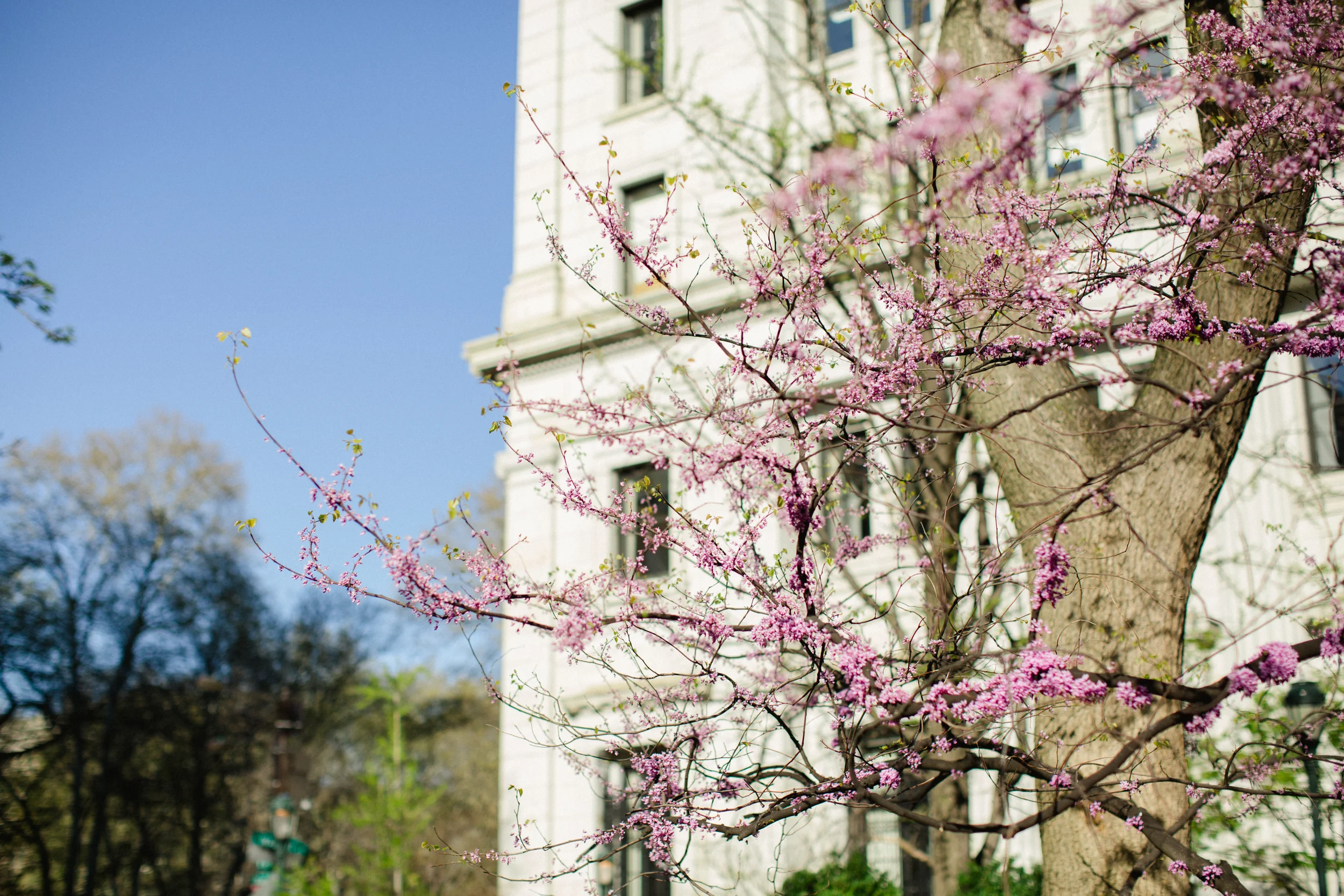 Philadelphia Wedding Photographers Cherry Blossom Session_JDP-81.jpg
