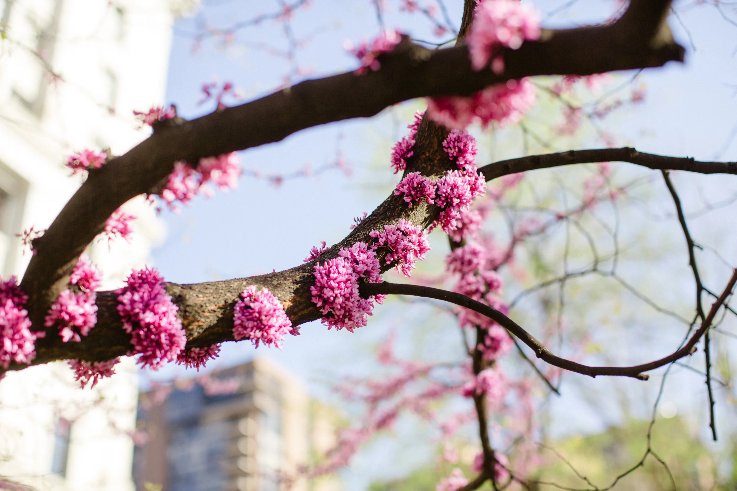 Philadelphia Wedding Photographers Cherry Blossom Session_JDP-84.jpg