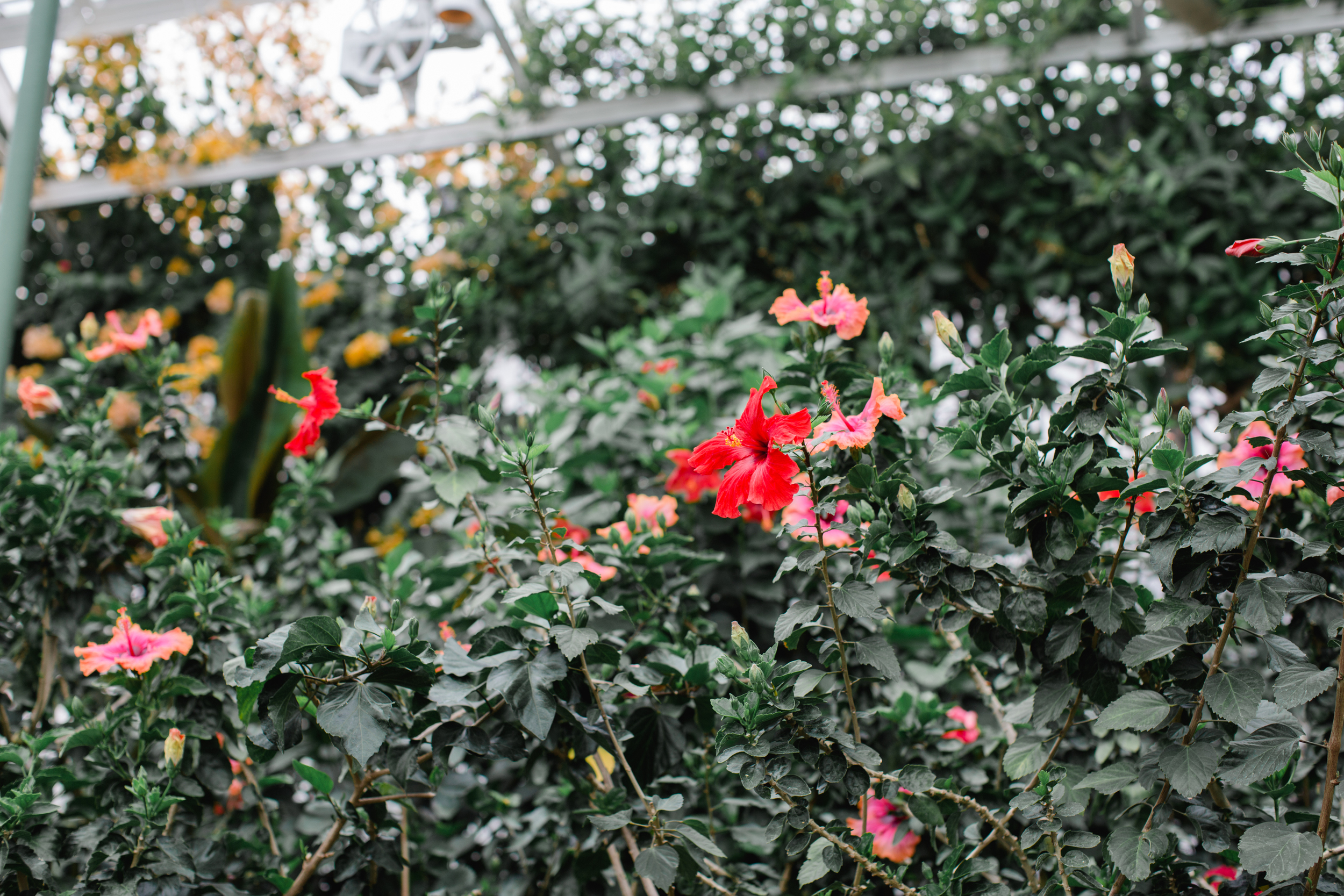 Longwood Gardens Engagement Photography Jordan DeNike_JDP-37.jpg