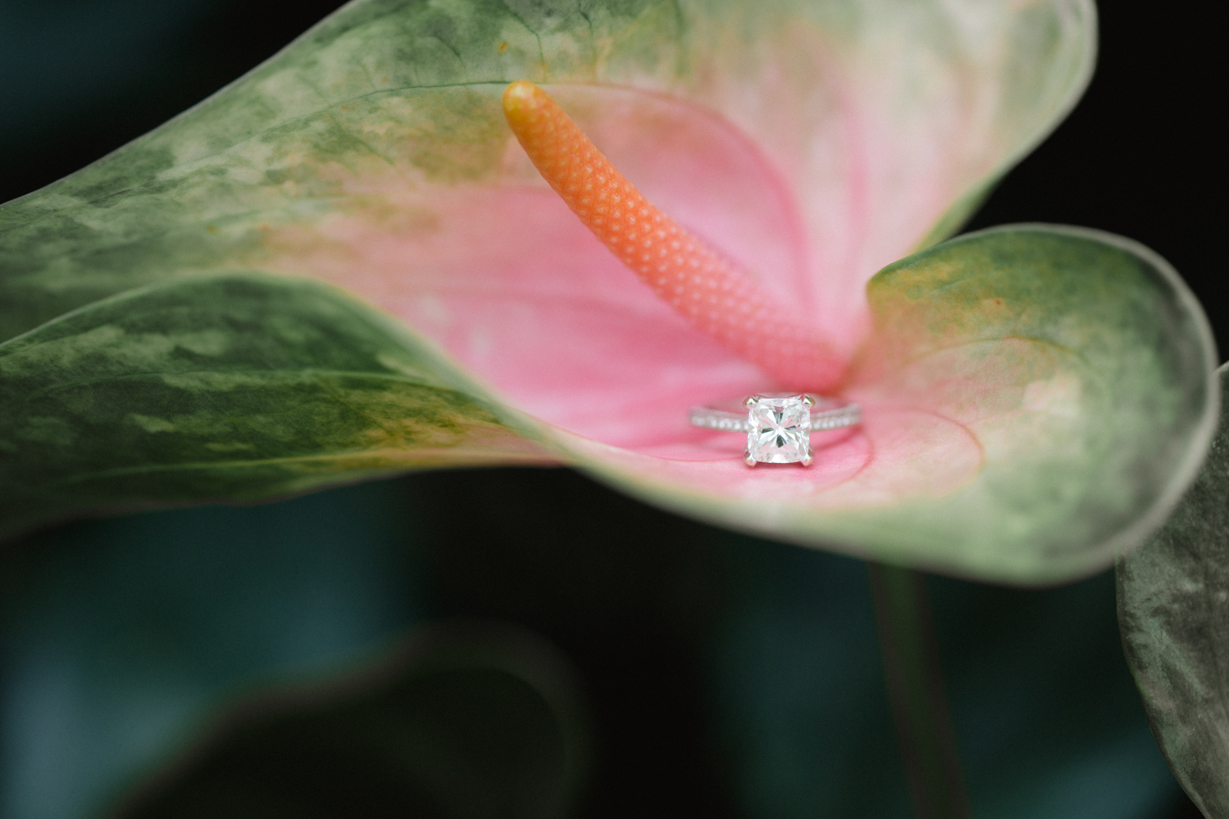 Longwood Gardens Engagement Photography Jordan DeNike_JDP-42.jpg