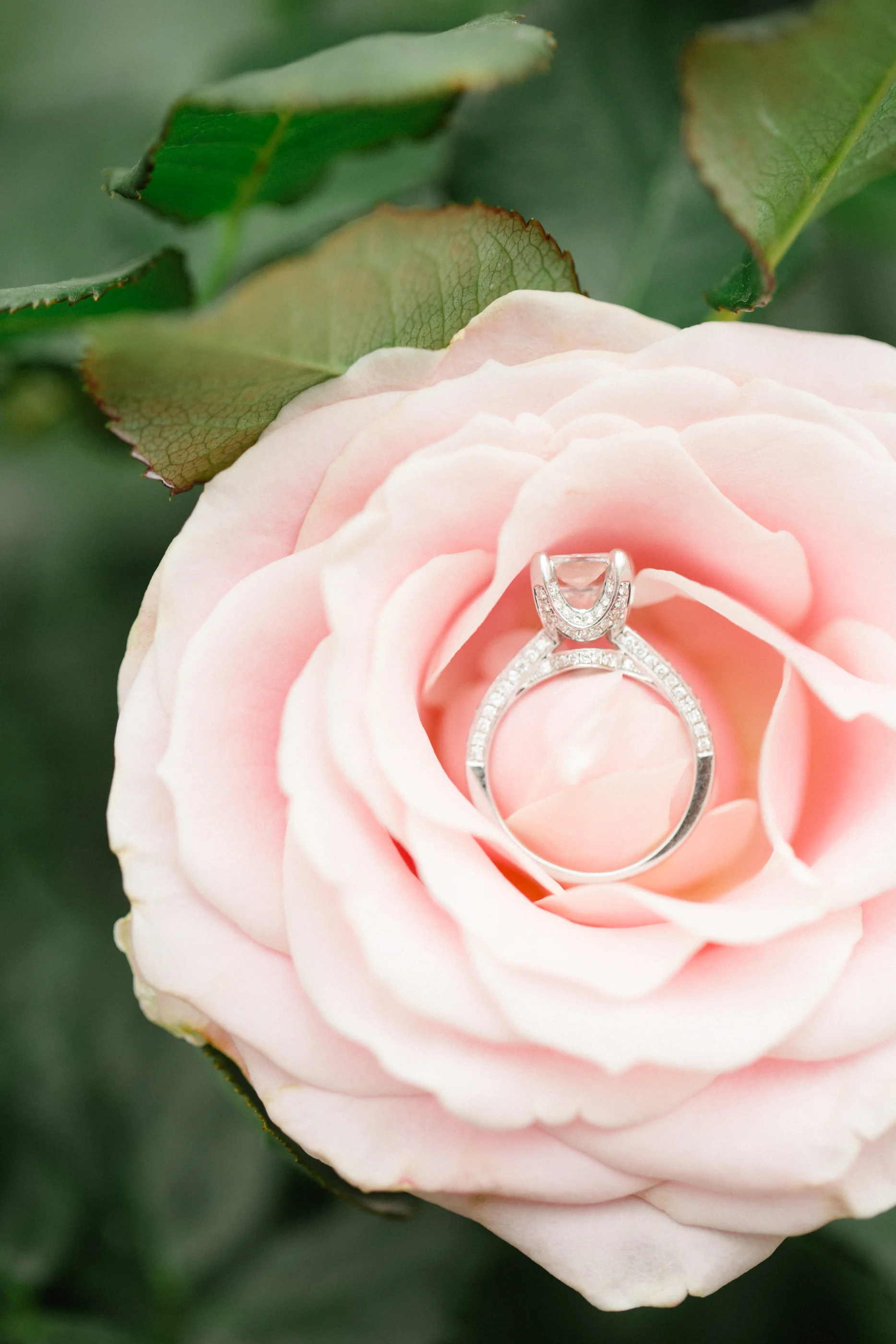 Scranton PA Wedding Longwood Gardens Engagement Photos_JDP-5236.jpg