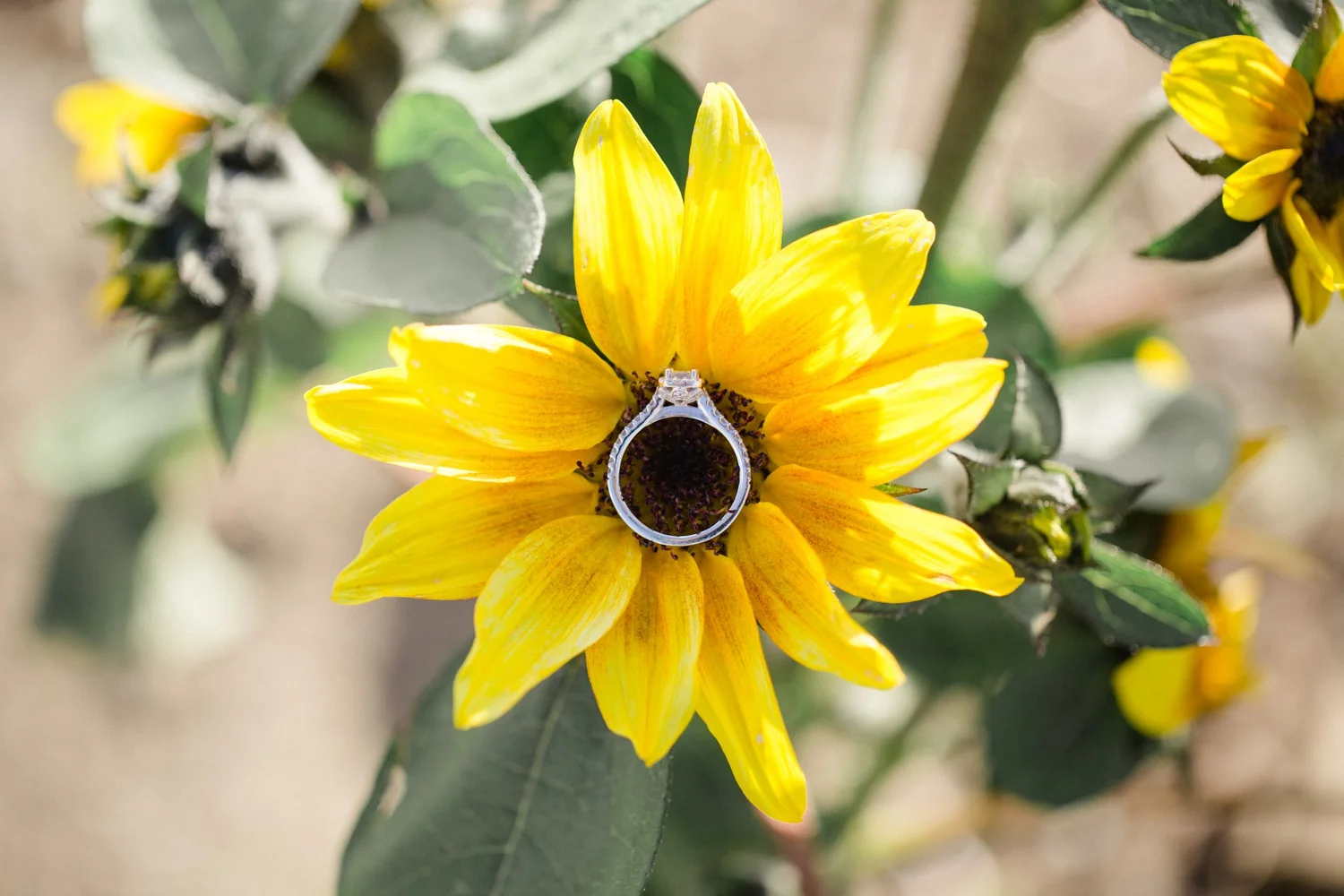 Roba’s Apple Orchard Engagement Session_0005.jpg
