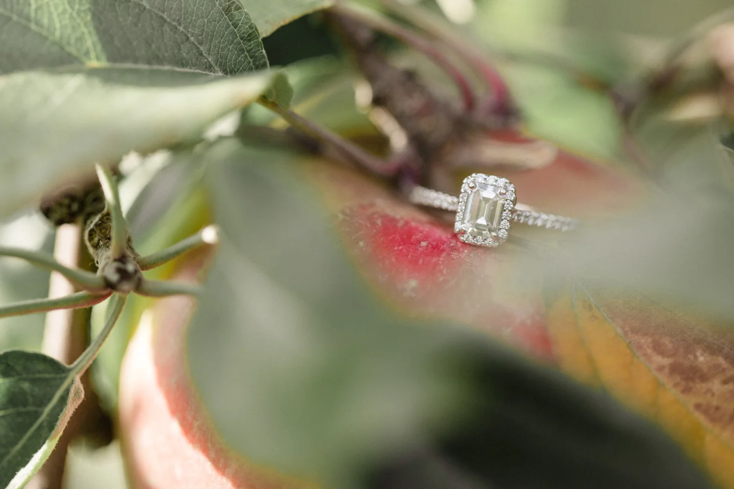 Roba’s Apple Orchard Engagement Session_0010.jpg