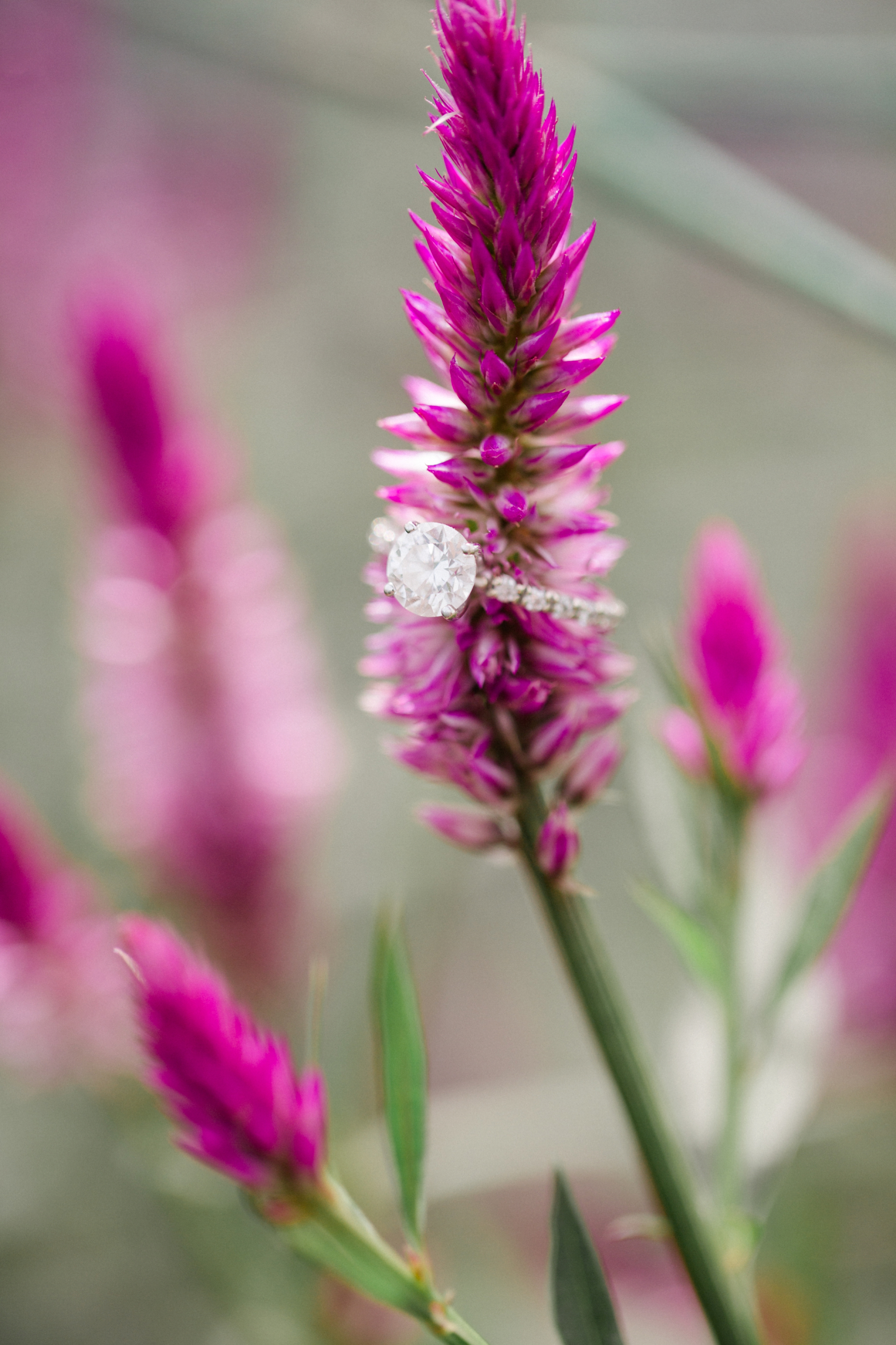 Summer Longwood Gardens Engagement Session_0035.jpg