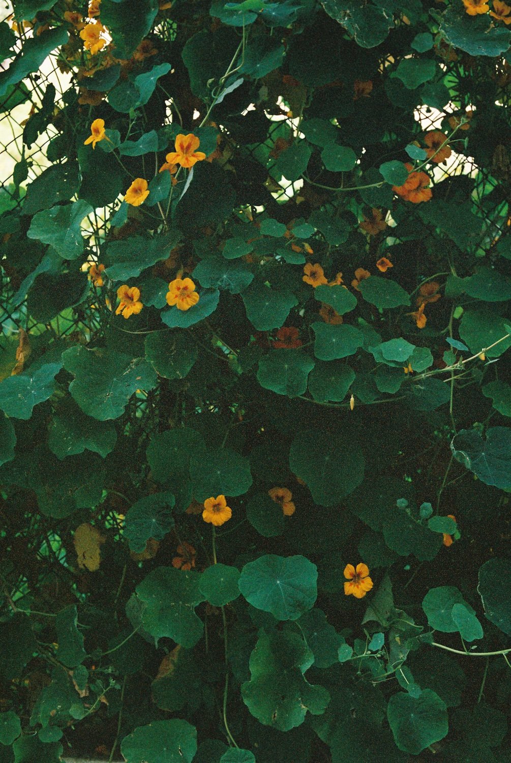Nasturtium-SMALL.jpeg