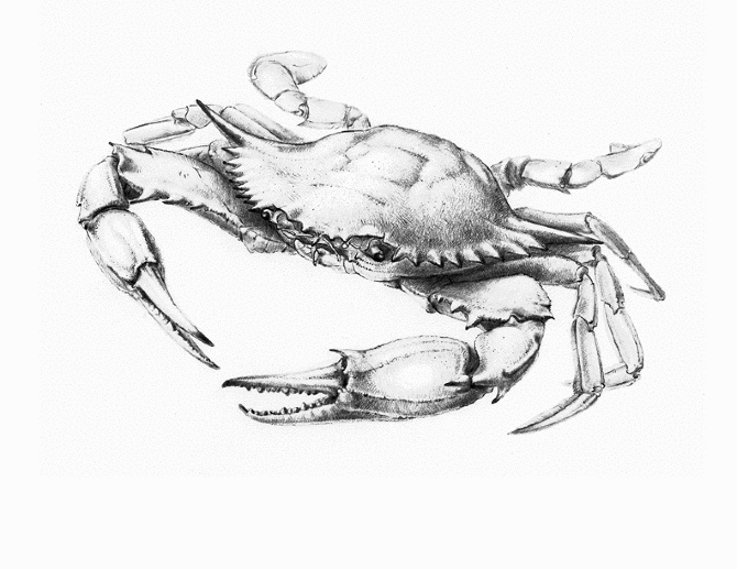 crab.gif