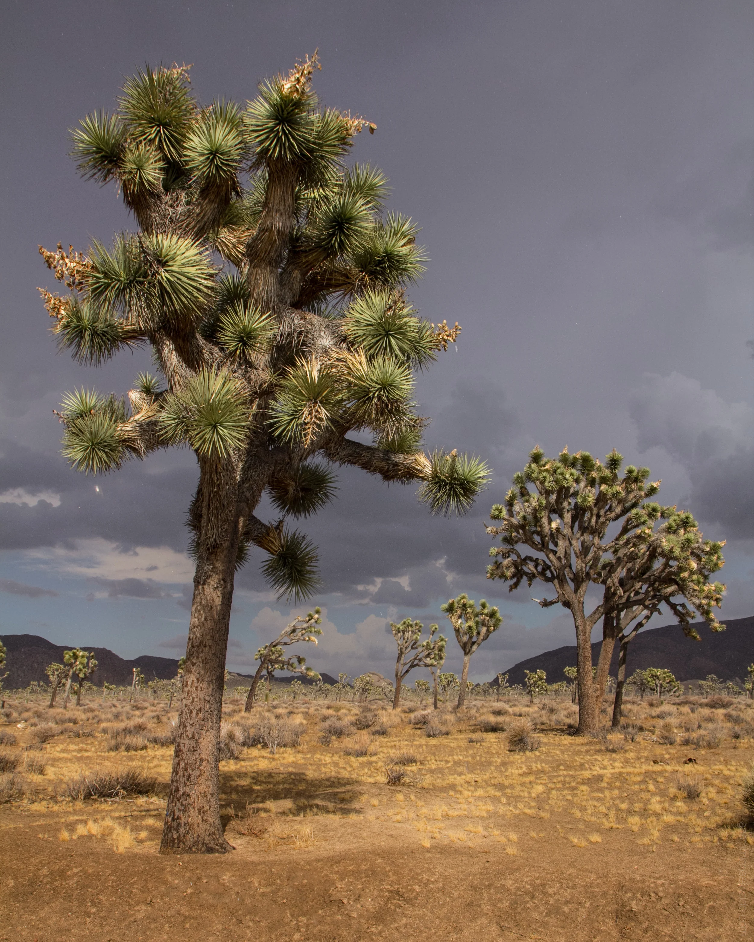 joshuatree-1007.jpg