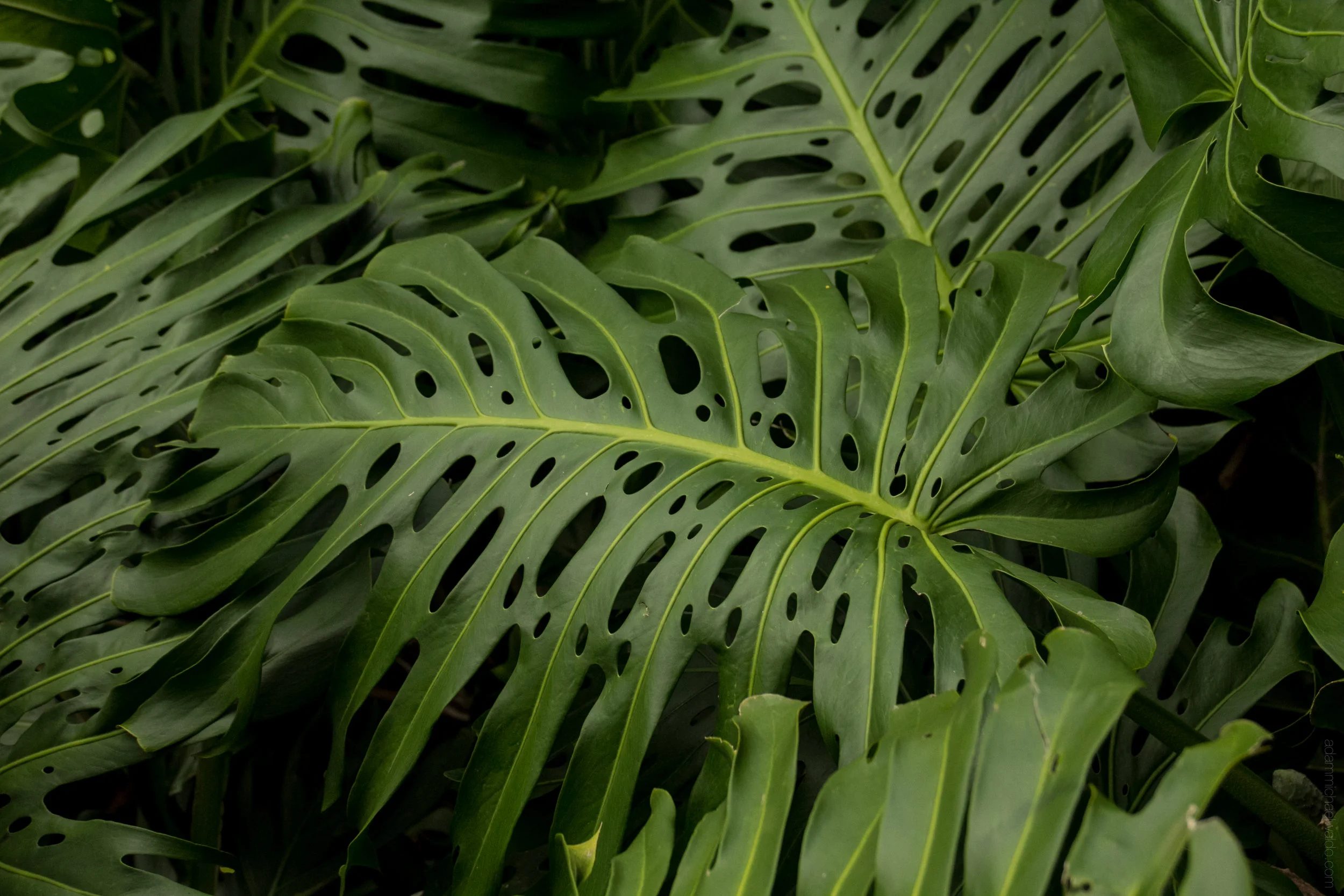 maui-1003.jpg