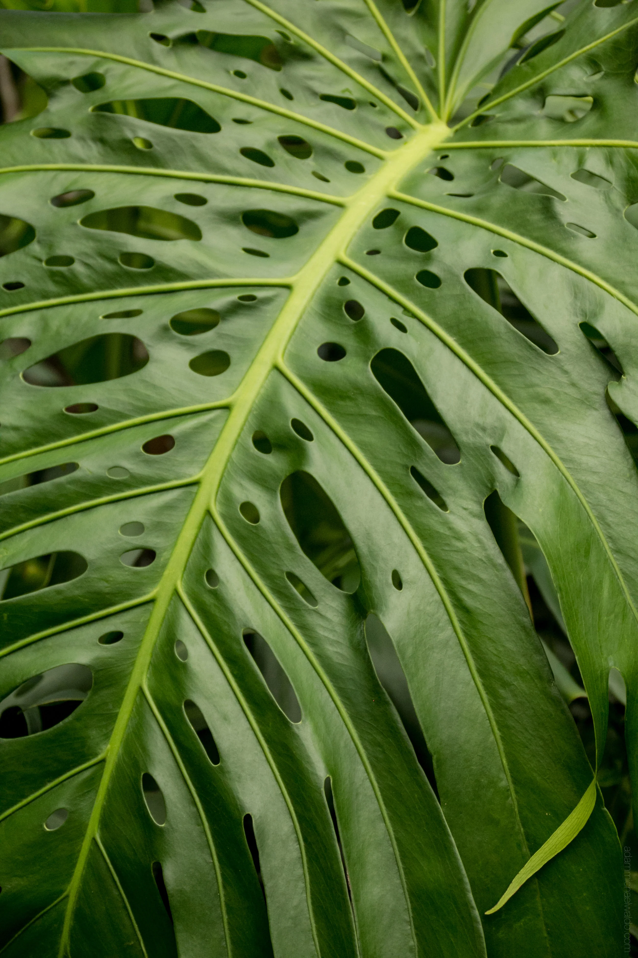 MONSTERA 1