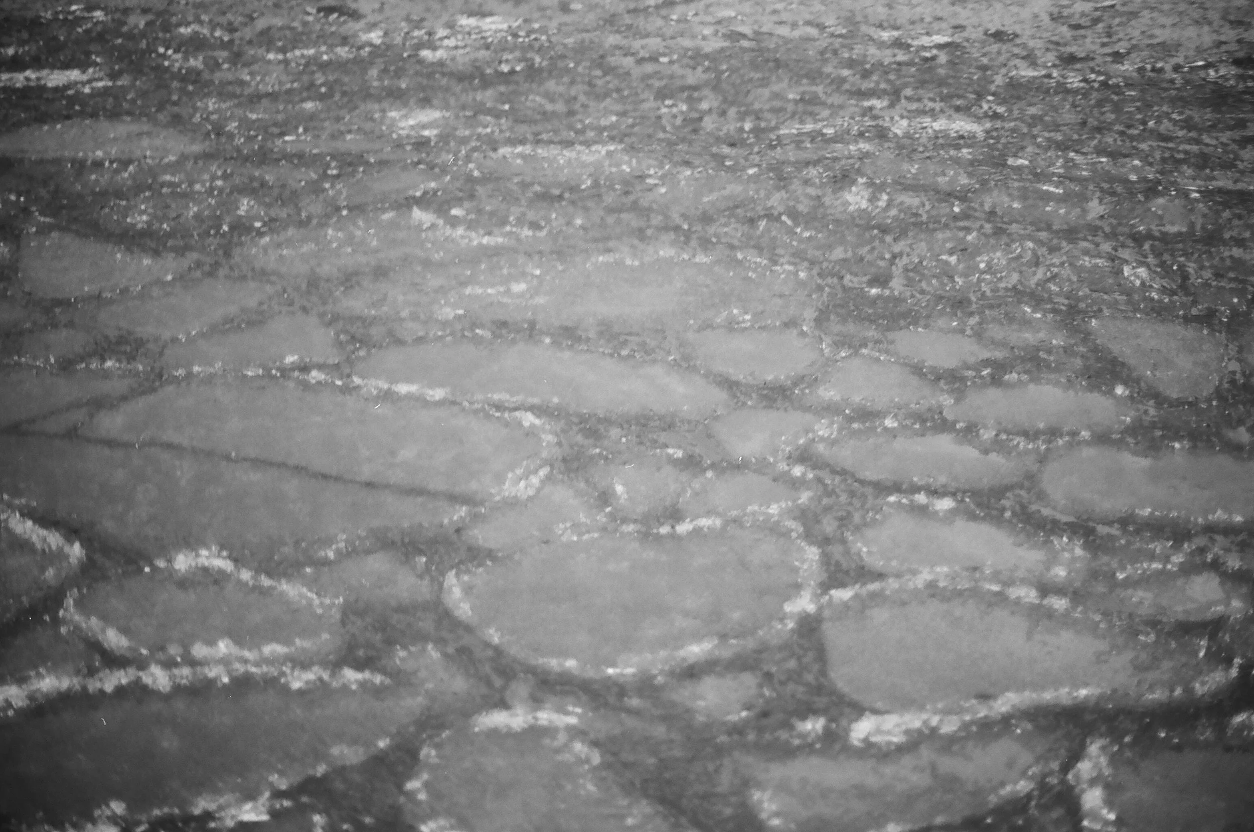 ICE LILY