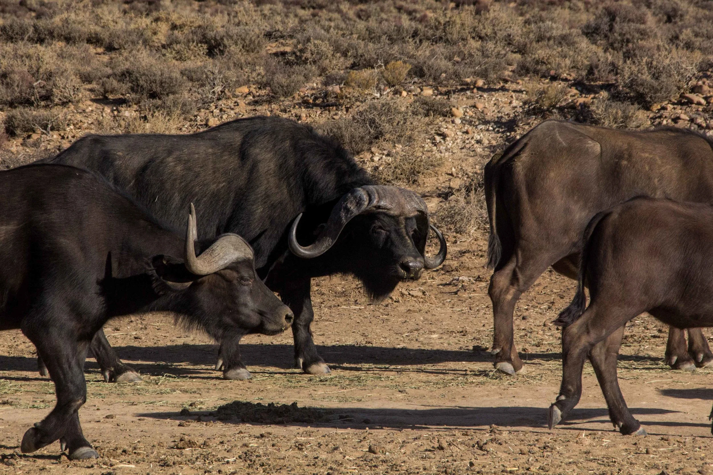 inverdoorn-1015.jpg