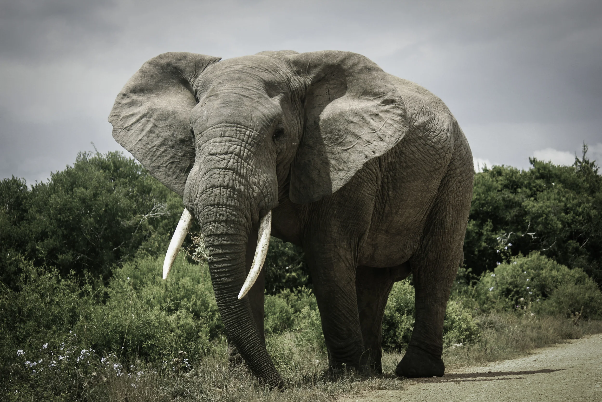 2013 // south africa