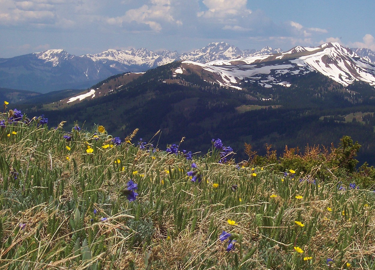 Alpine Tundra - Copper Mountain, Colorado ( John Holm | Wikipedia)