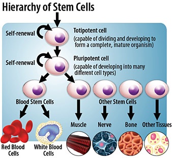 1024px-Stem_cell_treatments.svg.jpeg