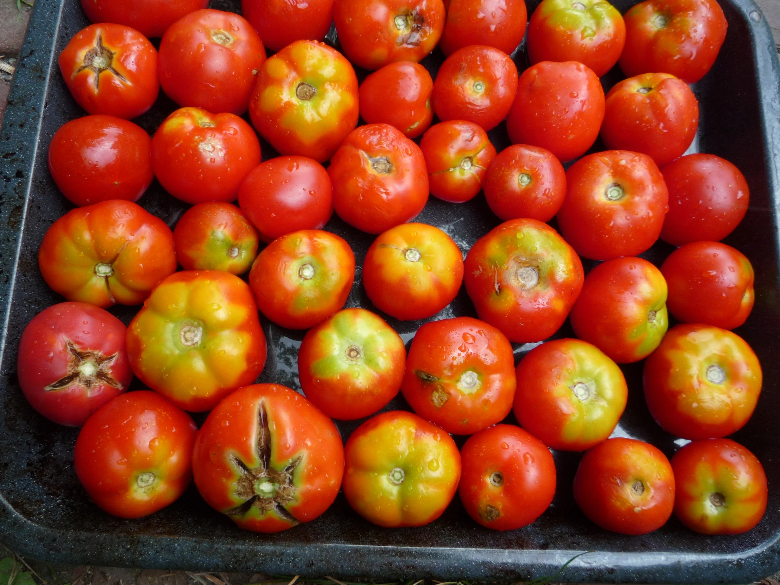 Members-Only Food Preservation Workshop: Tomatoes 