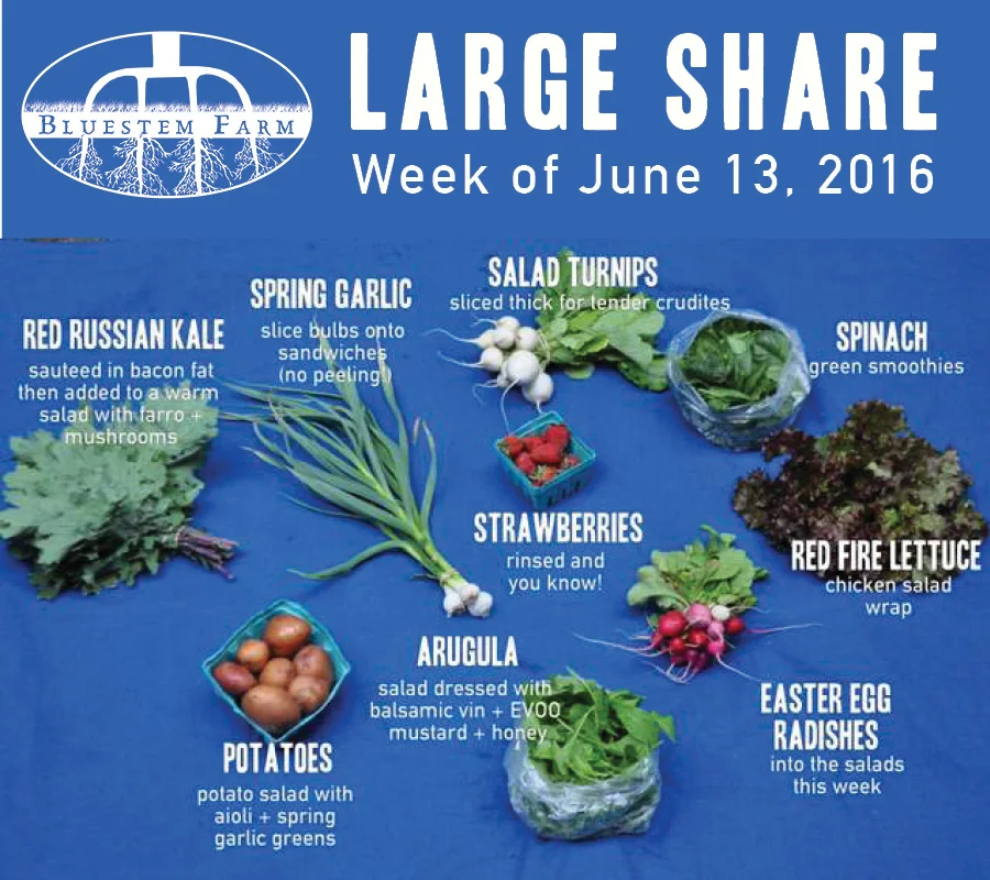 Week 1 Summer CSA Shares