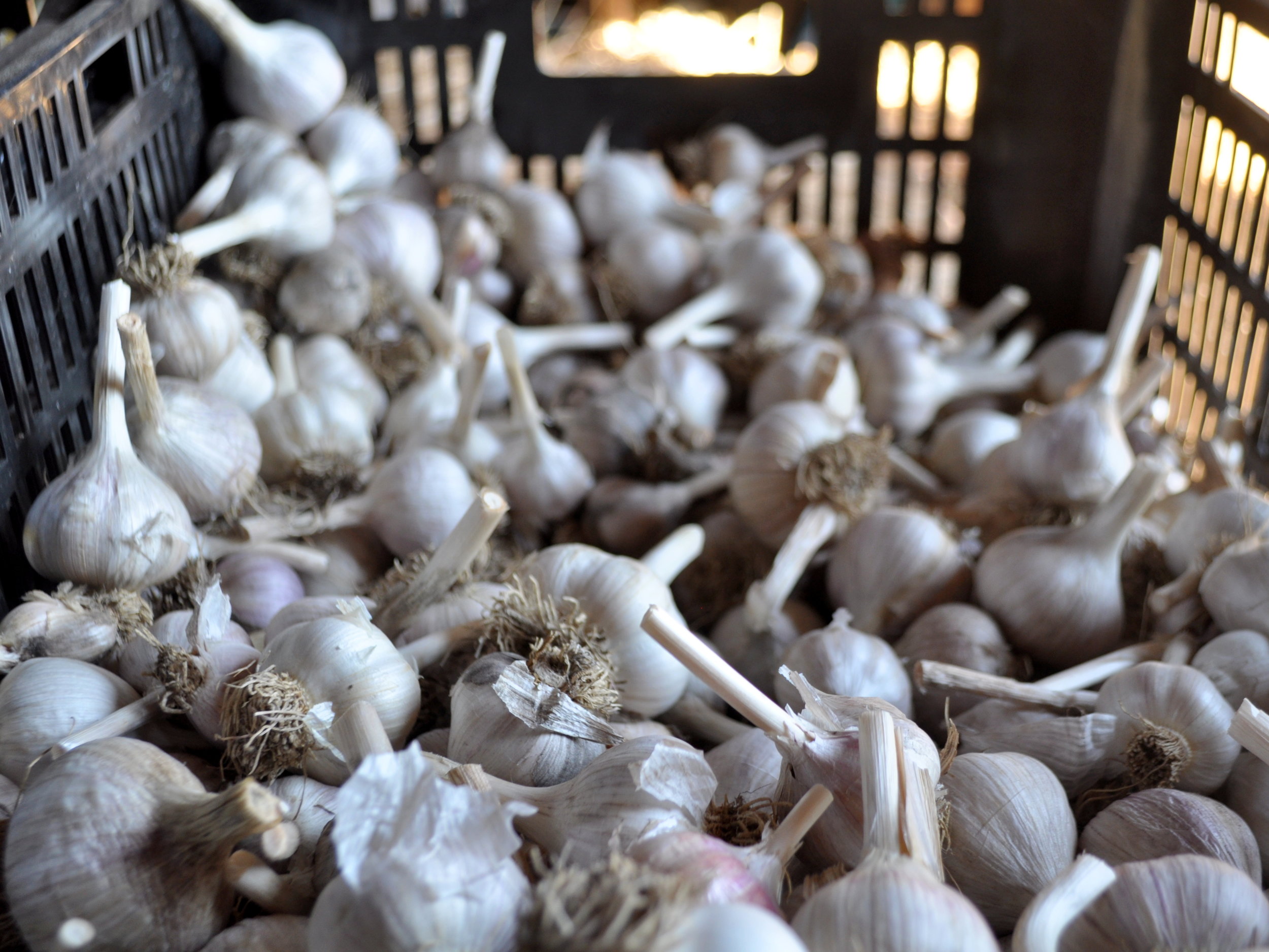 Garlic!