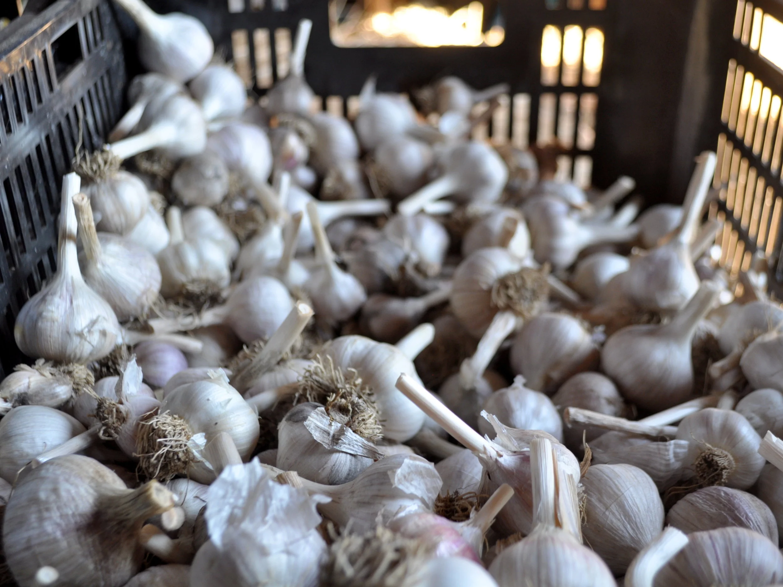 Postcards of Early Fall at the Farm