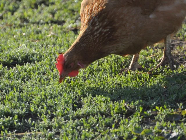 Postcards from Early June