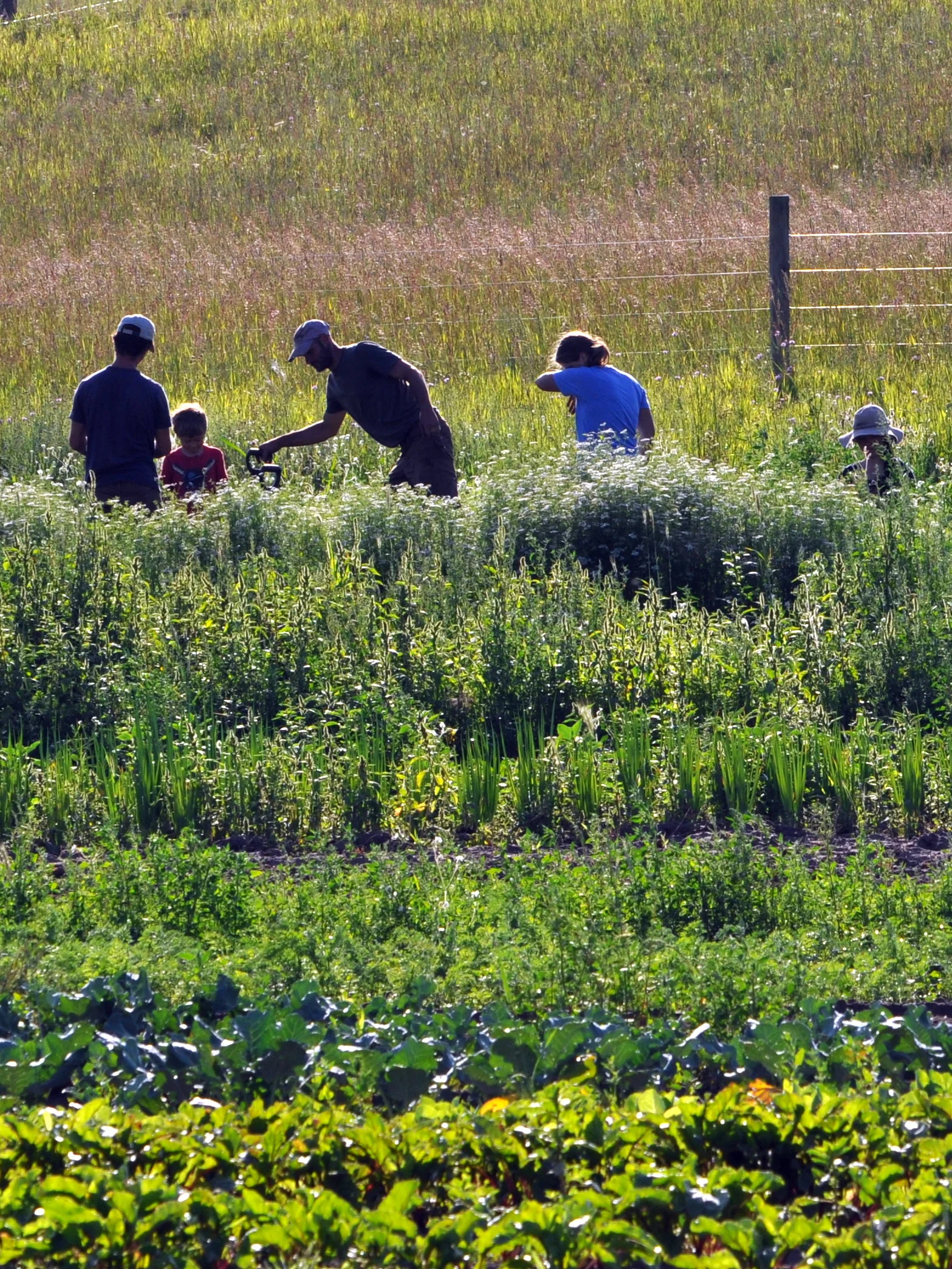 Late Summer Postcards from the Farm