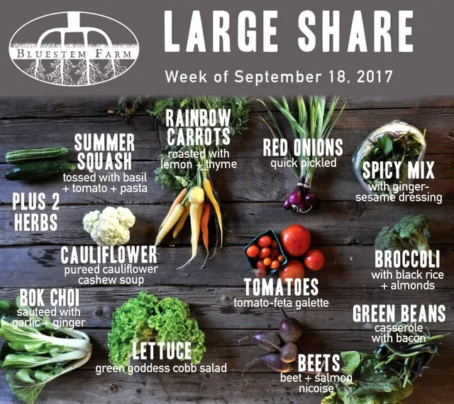 Summer Vegetable Shares: Week 15